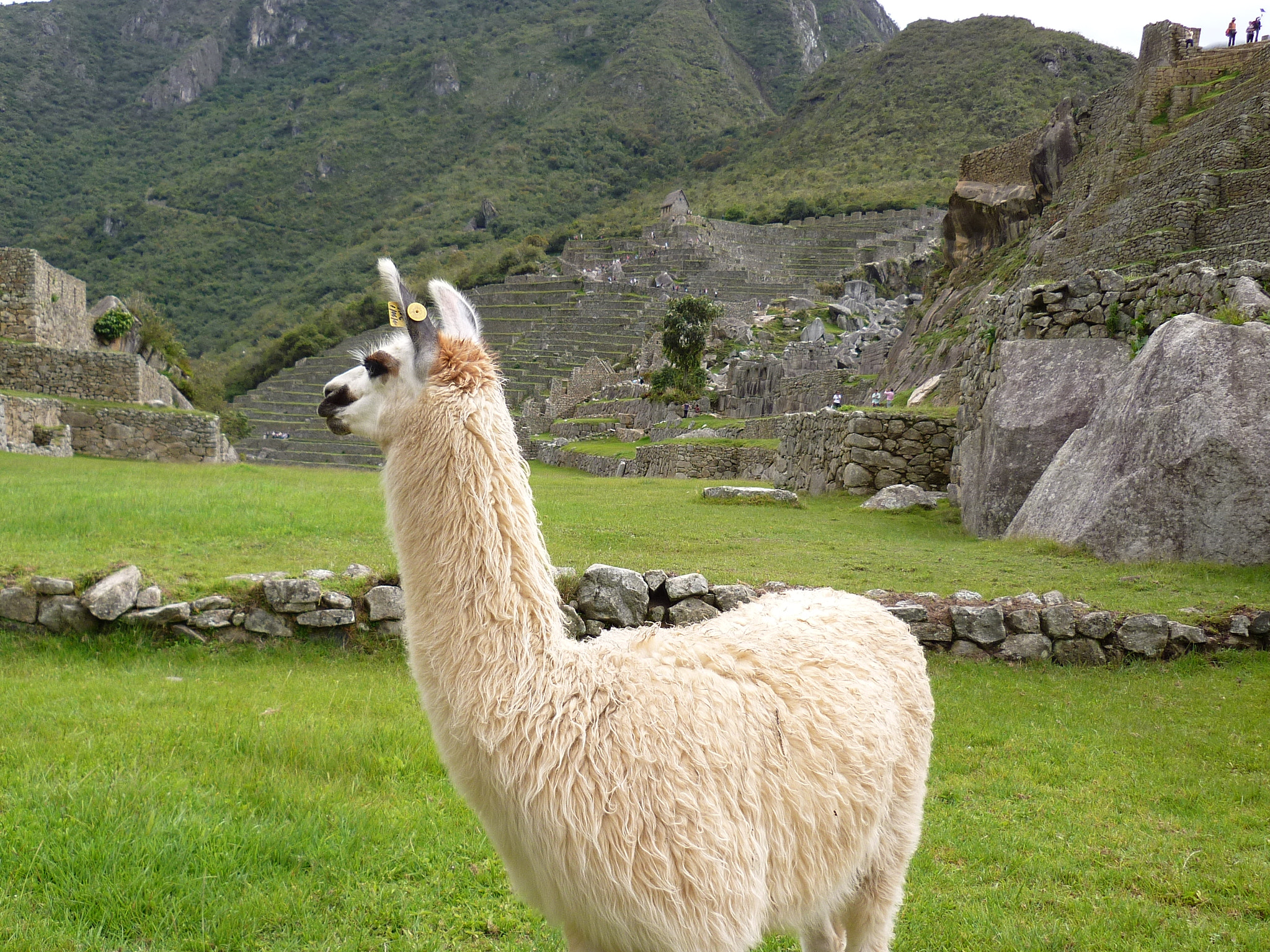 Panasonic DMC-FS12 sample photo. Machu picchu photography