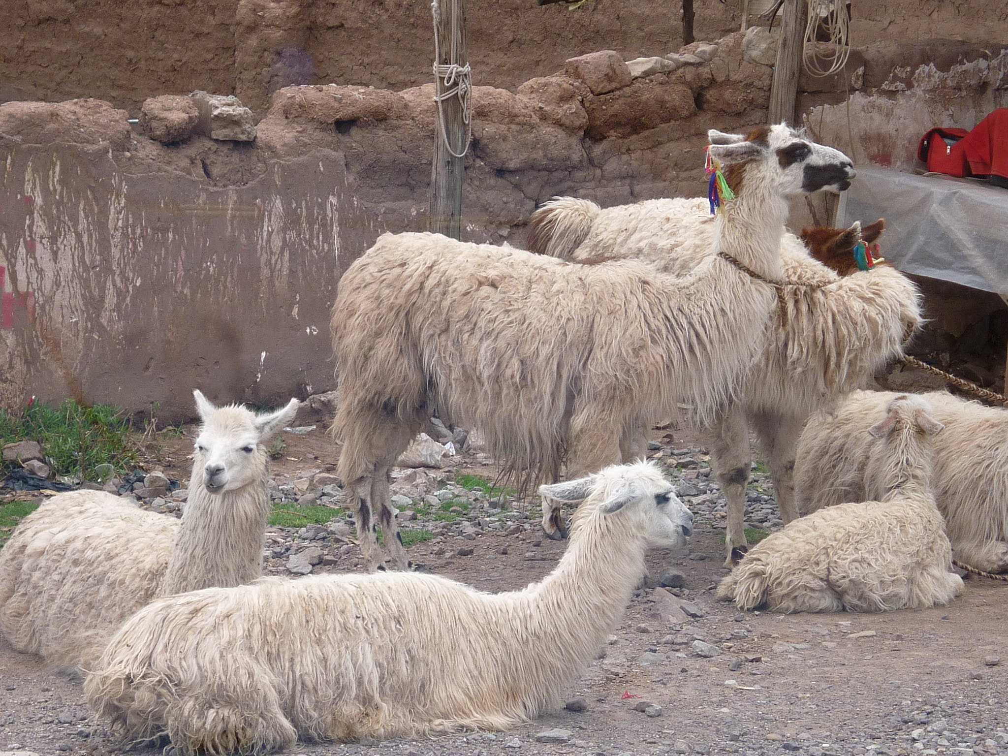 Panasonic DMC-FS12 sample photo. Lhamas, vale sagrado, peru photography