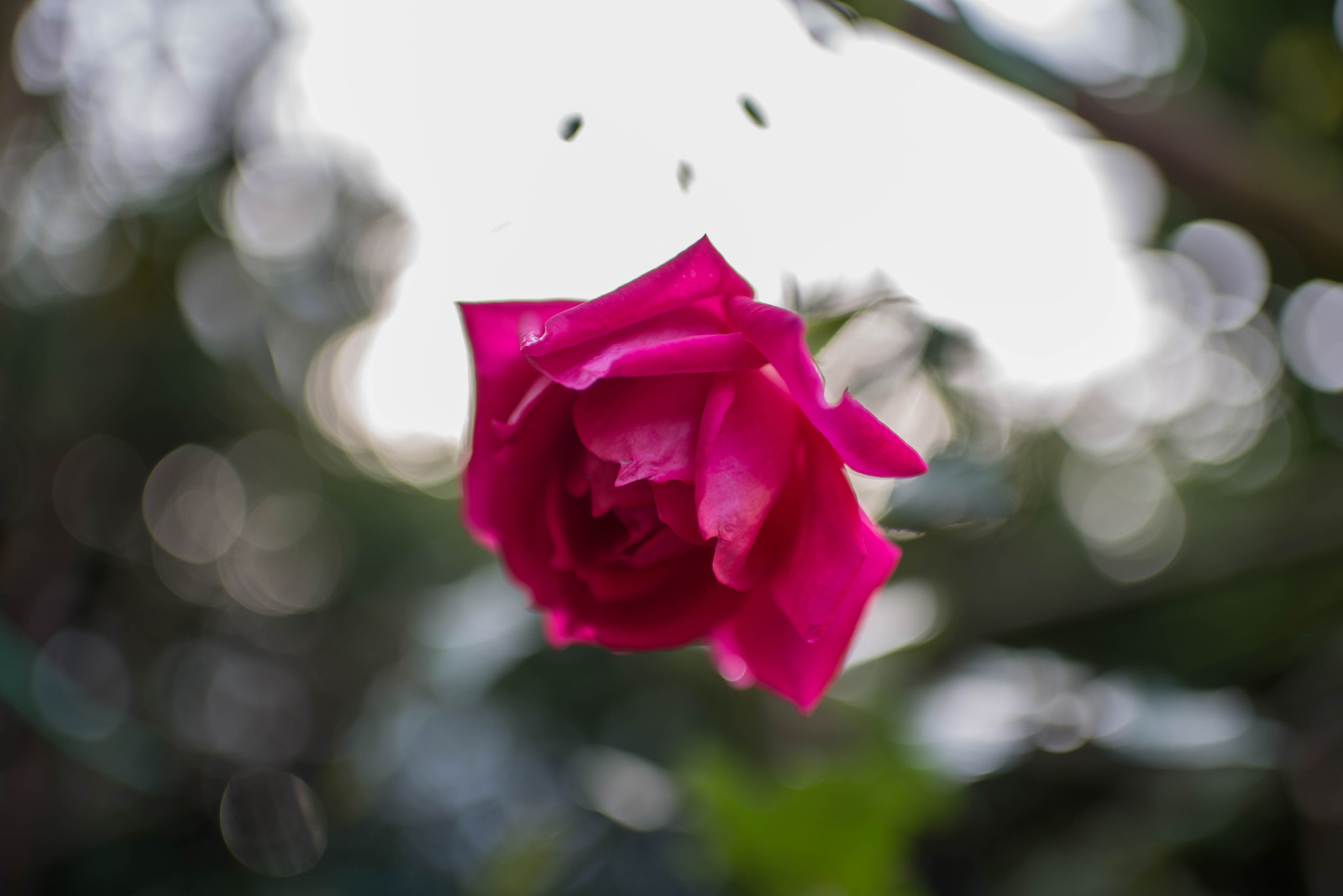 Nikon D610 + AF-S Nikkor 35mm f/1.8G sample photo. Rose photography