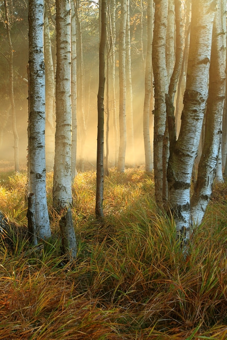Canon EOS 7D + Canon EF 17-40mm F4L USM sample photo. Morning forest photography