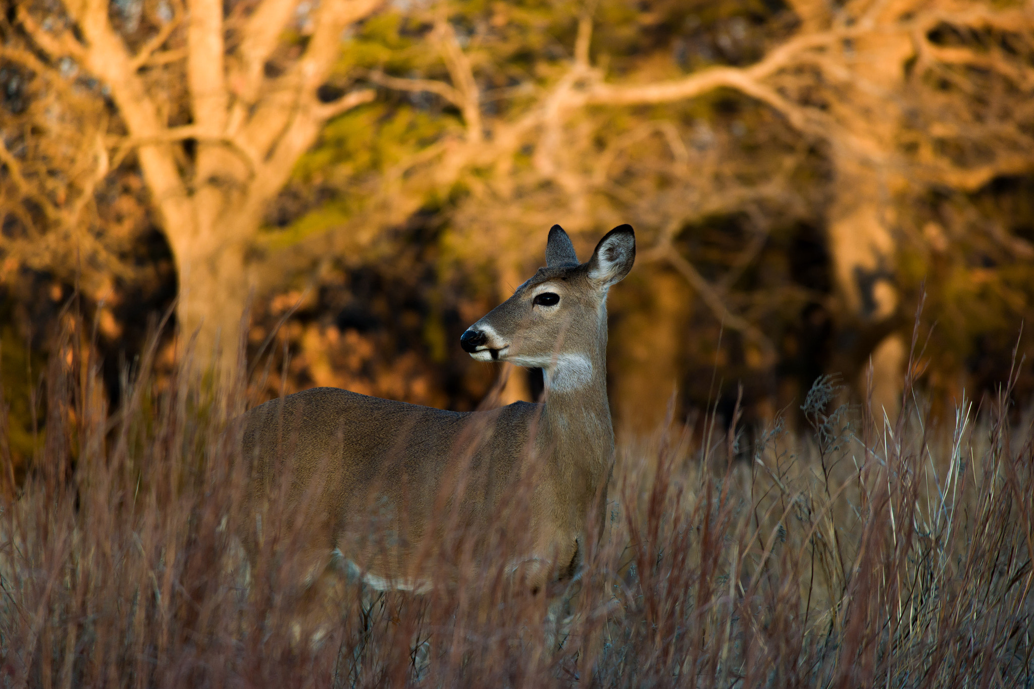 Samsung Galaxy NX + Samsung NX 50-200mm F4-5.6 ED OIS sample photo. Curious doe. photography