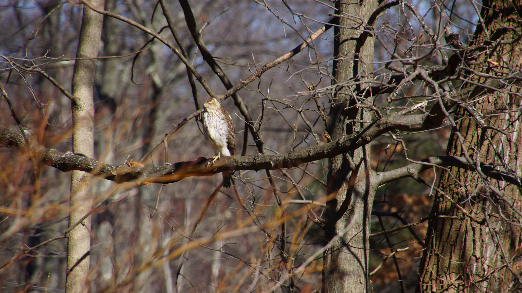 Tamron 16-300mm F3.5-6.3 Di II VC PZD Macro sample photo. Hunter at rest photography
