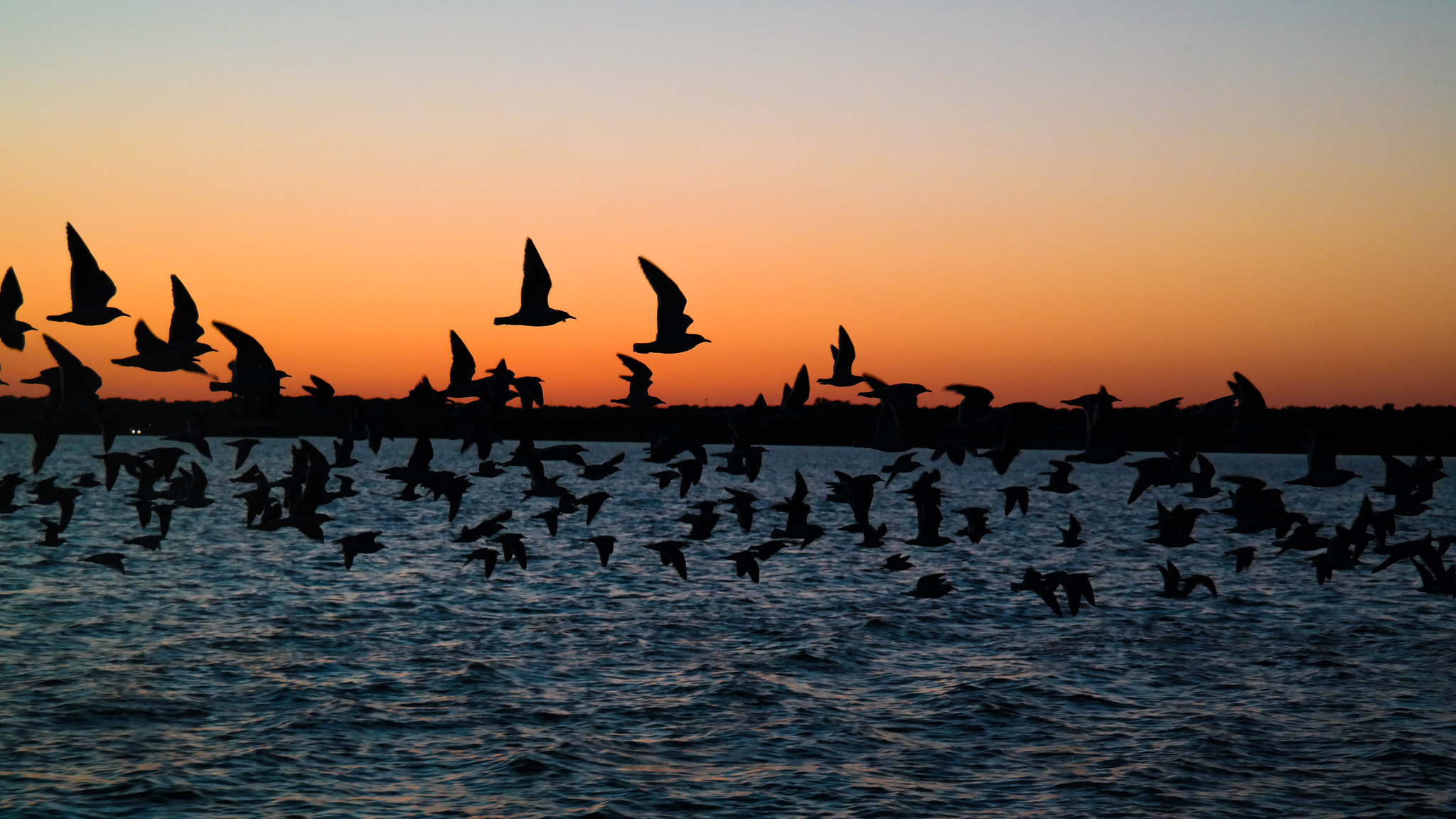 Samsung Galaxy NX sample photo. Birds of a feather photography