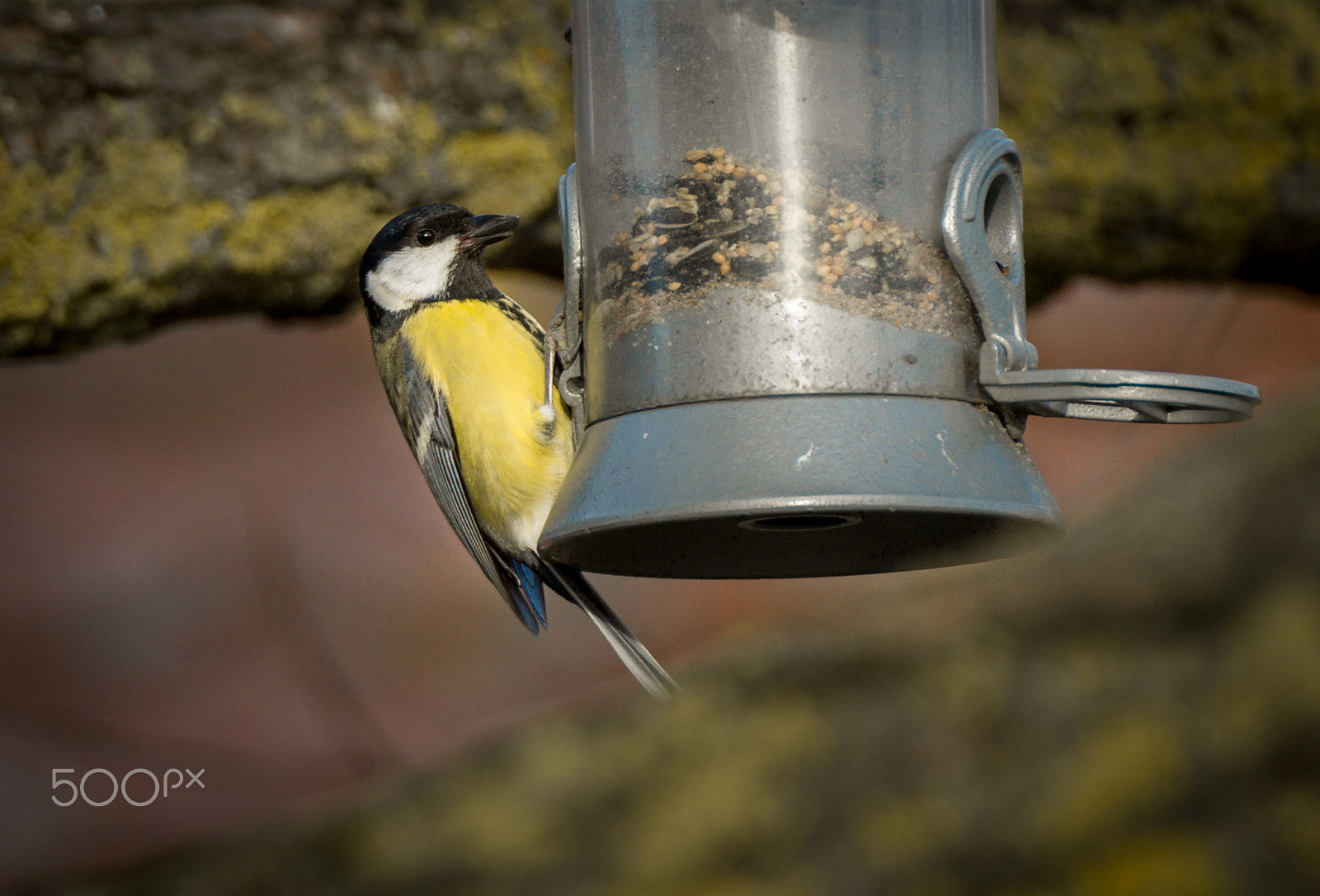 Sony SLT-A77 + Minolta AF 300mm F2.8 HS-APO G sample photo. Parus major photography