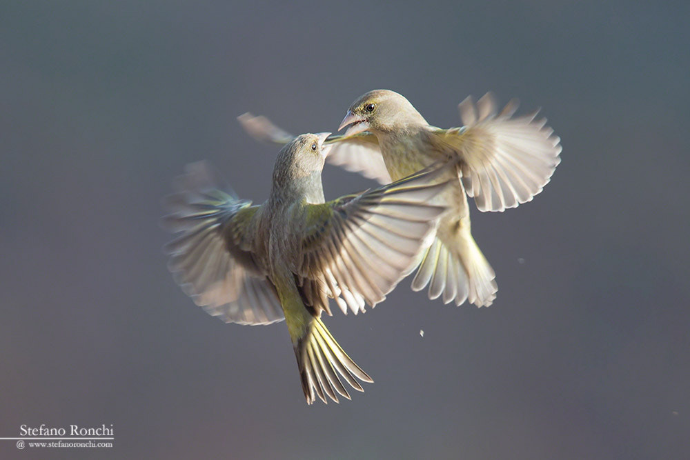 Canon EF 300mm F2.8L IS USM sample photo. Kiss photography