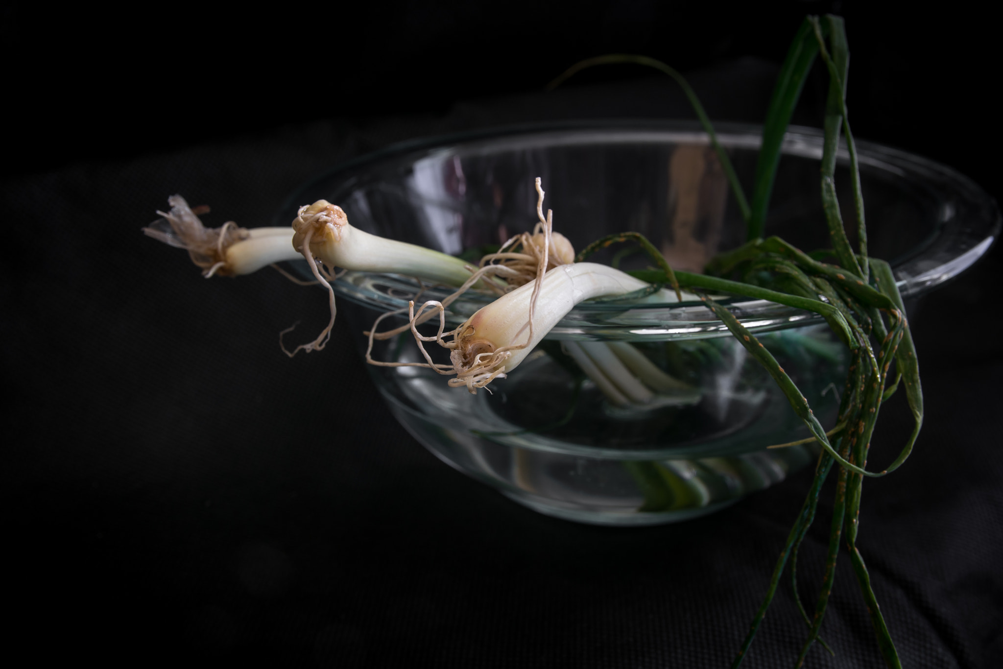 Sigma 17-70mm F2.8-4 DC Macro OS HSM | C sample photo. Ciboulette photography