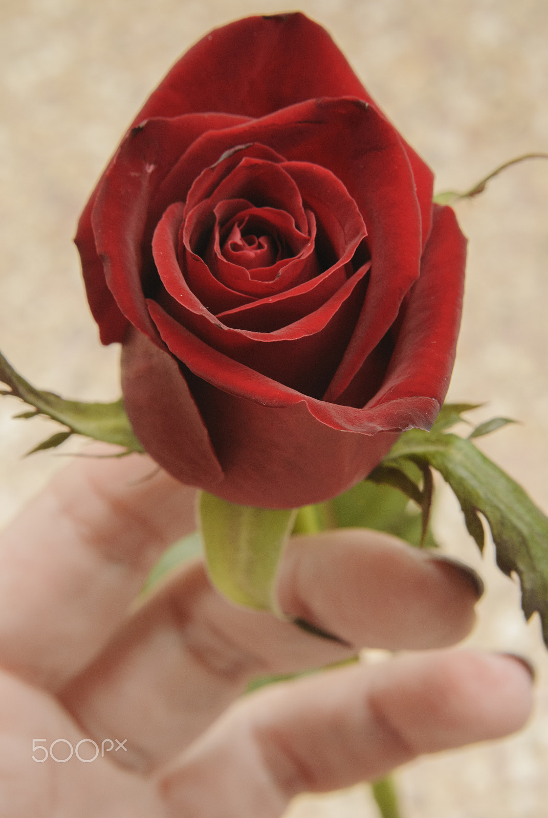 Nikon 1 Nikkor VR 30-110mm F3.8-5.6 sample photo. Celebratelove photography