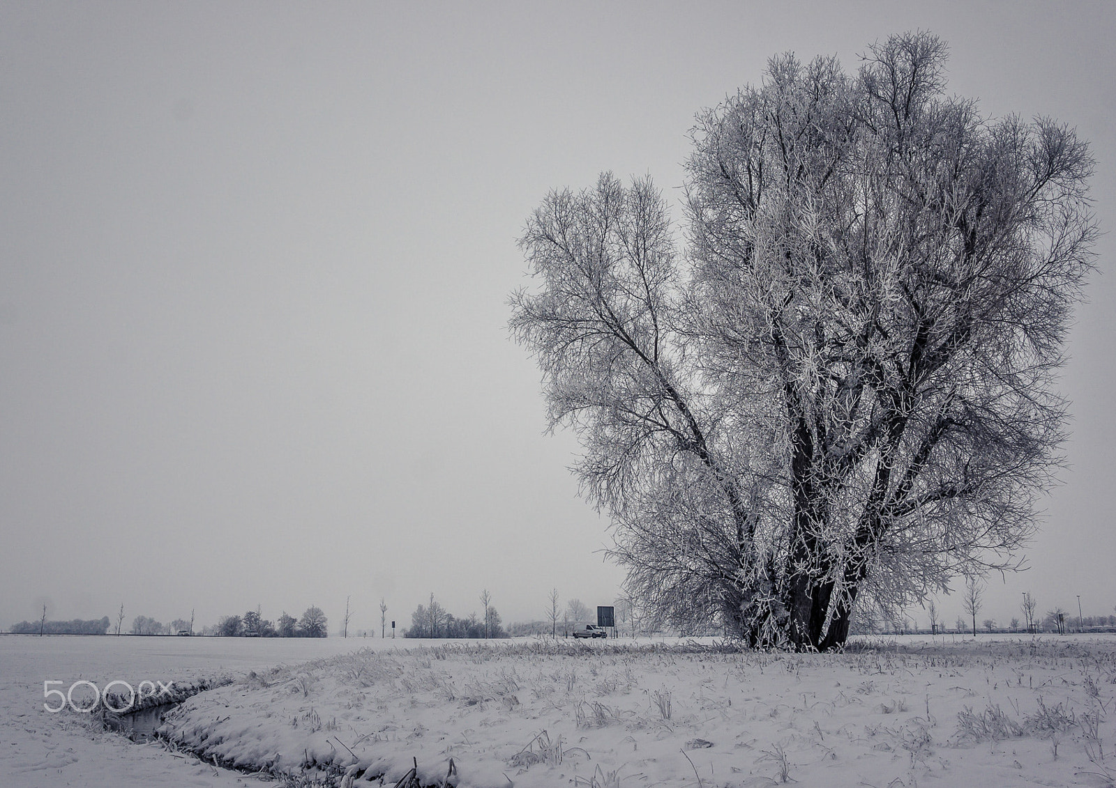 Sony Alpha NEX-3 + Sigma 19mm F2.8 EX DN sample photo. Frosted giant photography