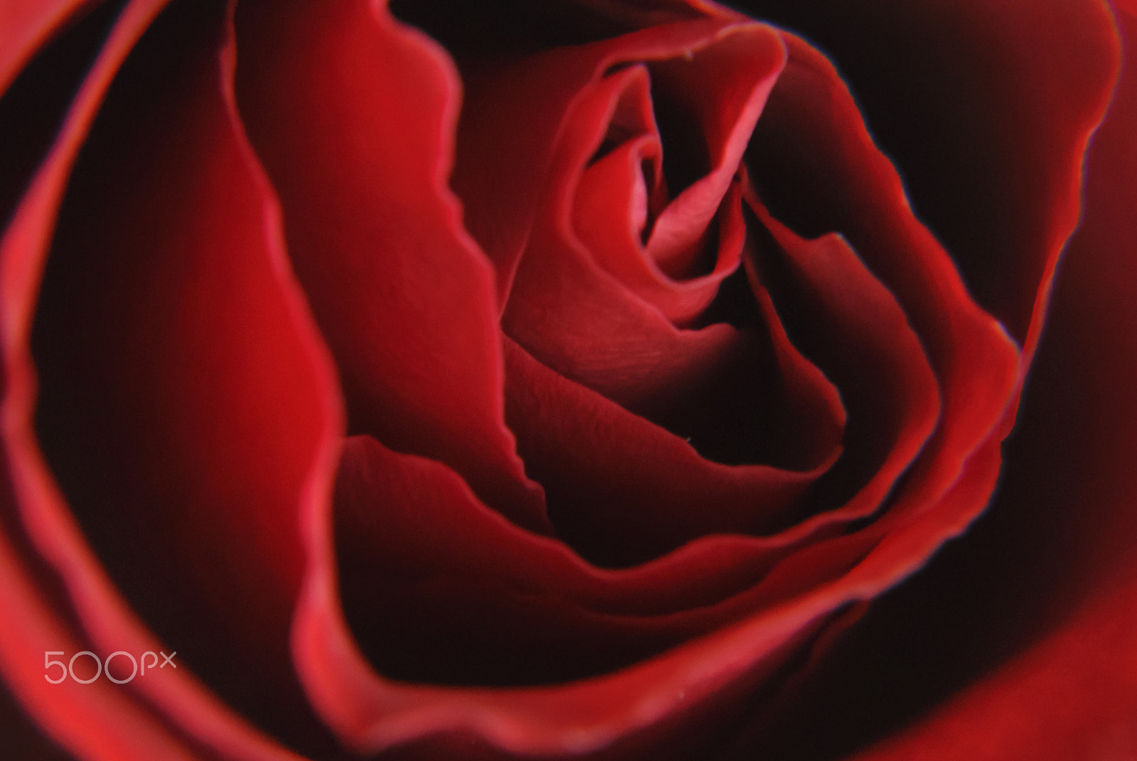 Nikon 1 Nikkor VR 30-110mm F3.8-5.6 sample photo. Celebratelove photography