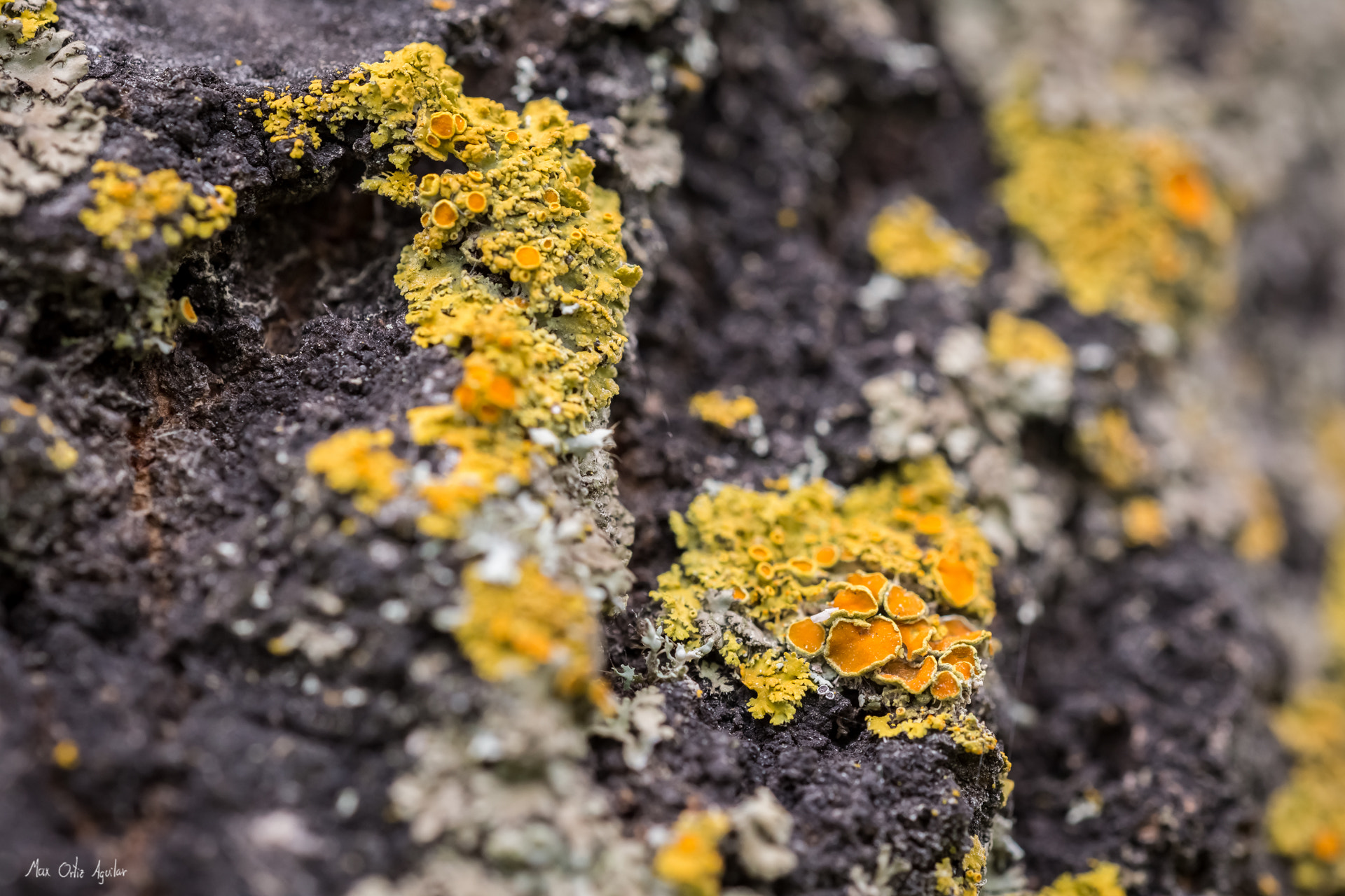 Sigma 150mm f/2.8 EX DG OS HSM APO Macro sample photo. Tree fungus photography
