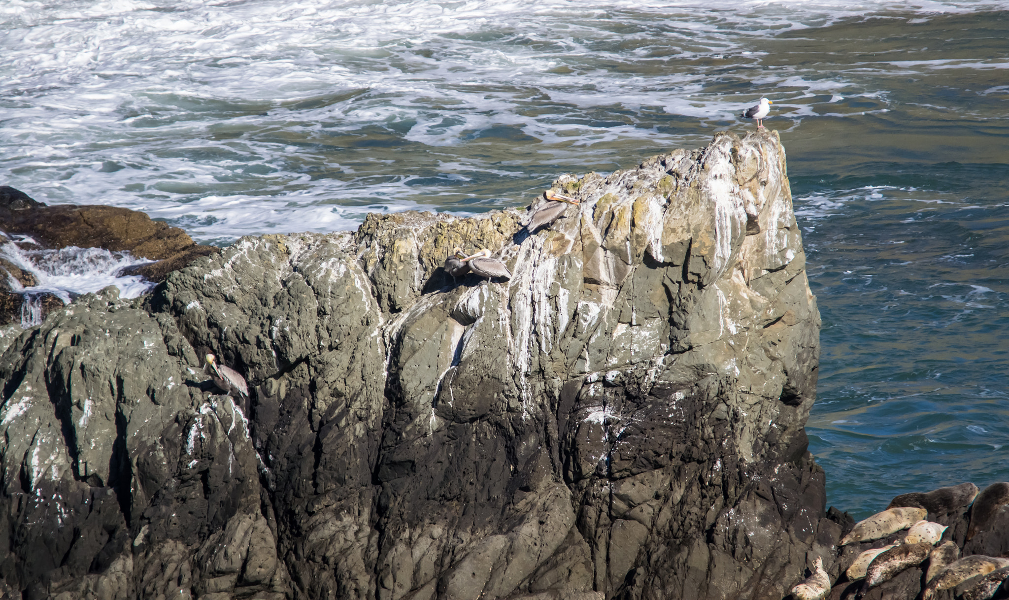 Sigma 150-500mm F5-6.3 DG OS HSM sample photo. Birds and sea lions photography