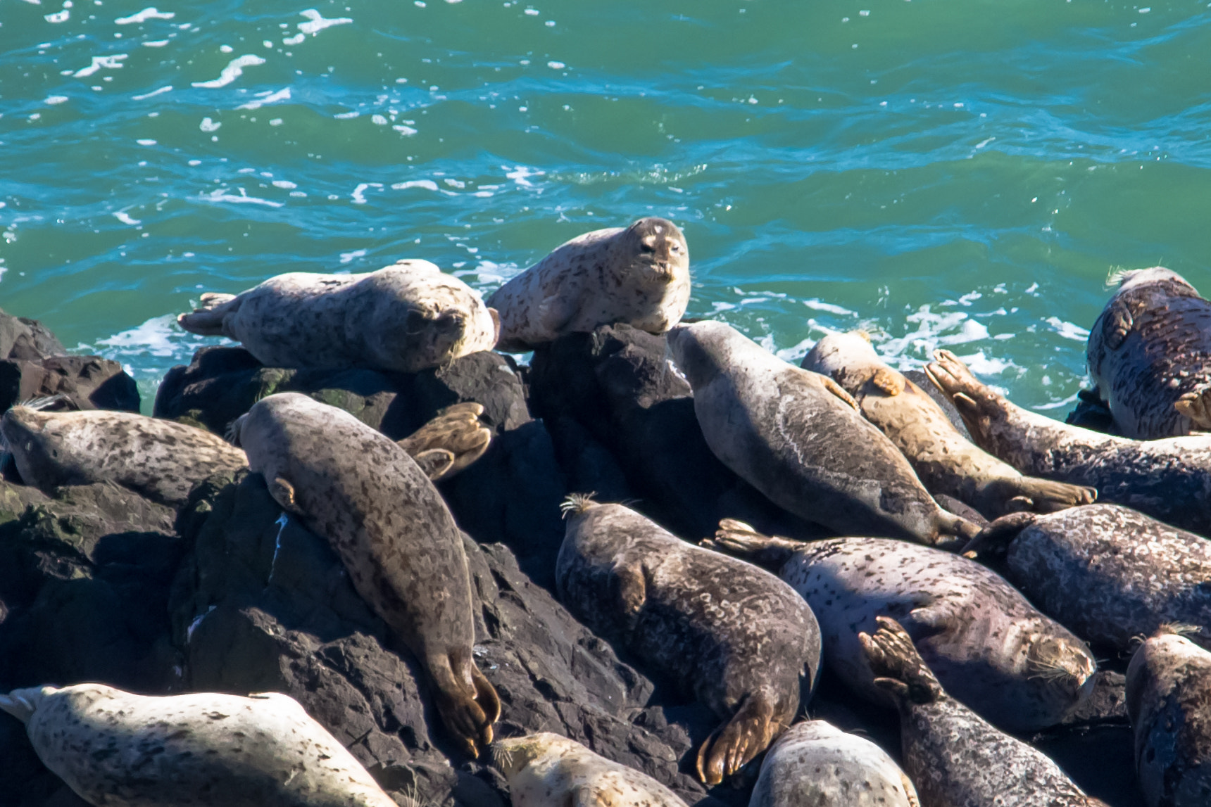 Sigma 150-500mm F5-6.3 DG OS HSM sample photo. A close view of sea lions on rocks photography