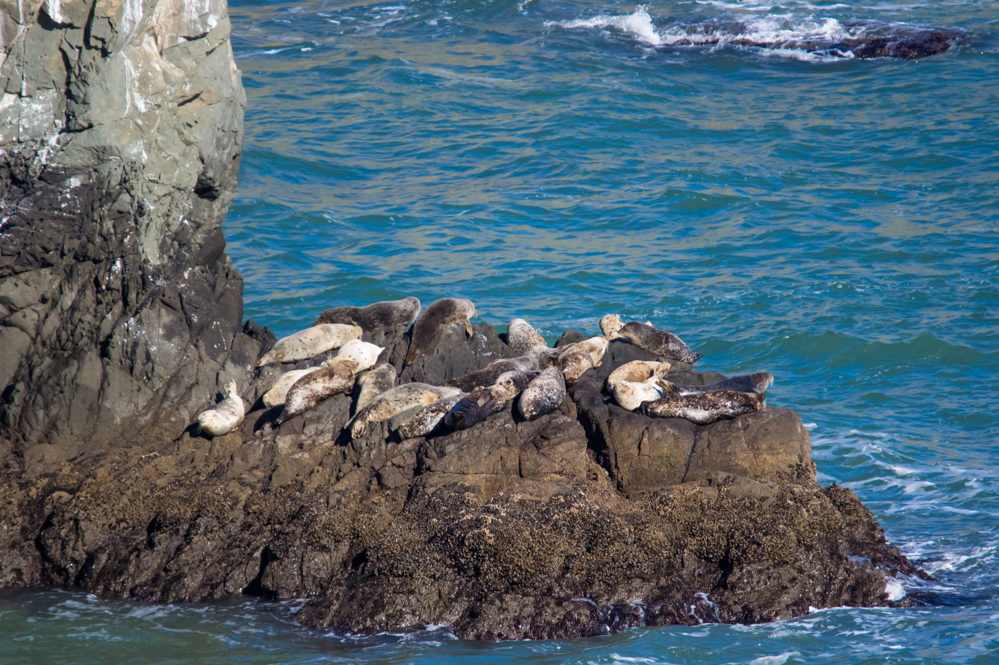 Nikon D3100 + Sigma 150-500mm F5-6.3 DG OS HSM sample photo. A distant view of sea lions photography