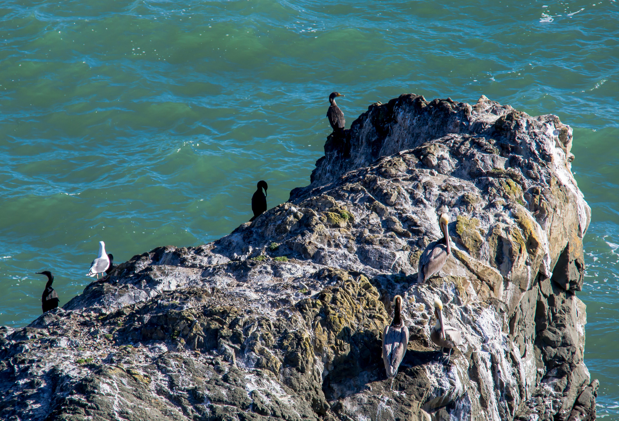 Sigma 150-500mm F5-6.3 DG OS HSM sample photo. Bird island photography