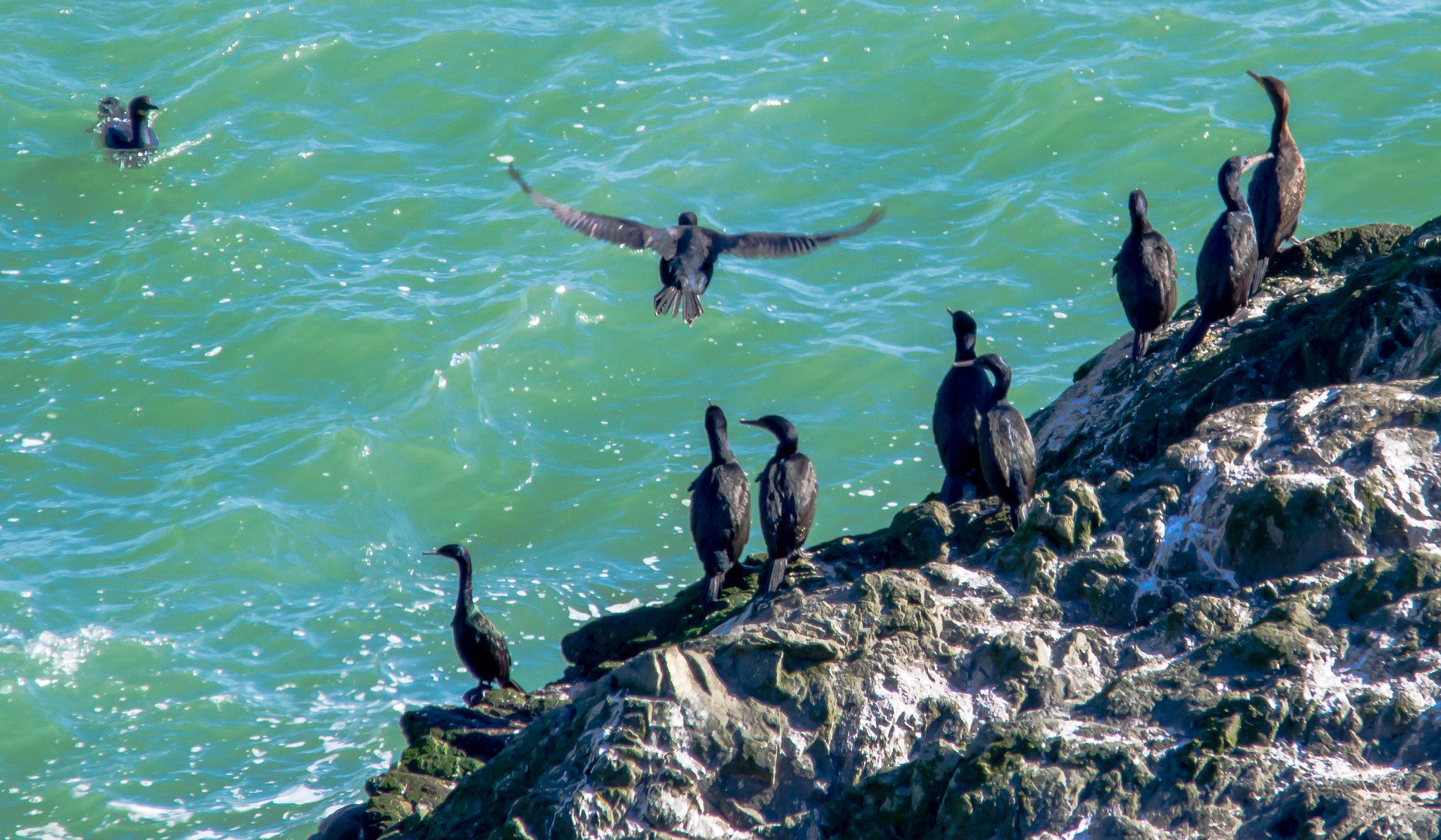 Sigma 150-500mm F5-6.3 DG OS HSM sample photo. Island of cormorants photography