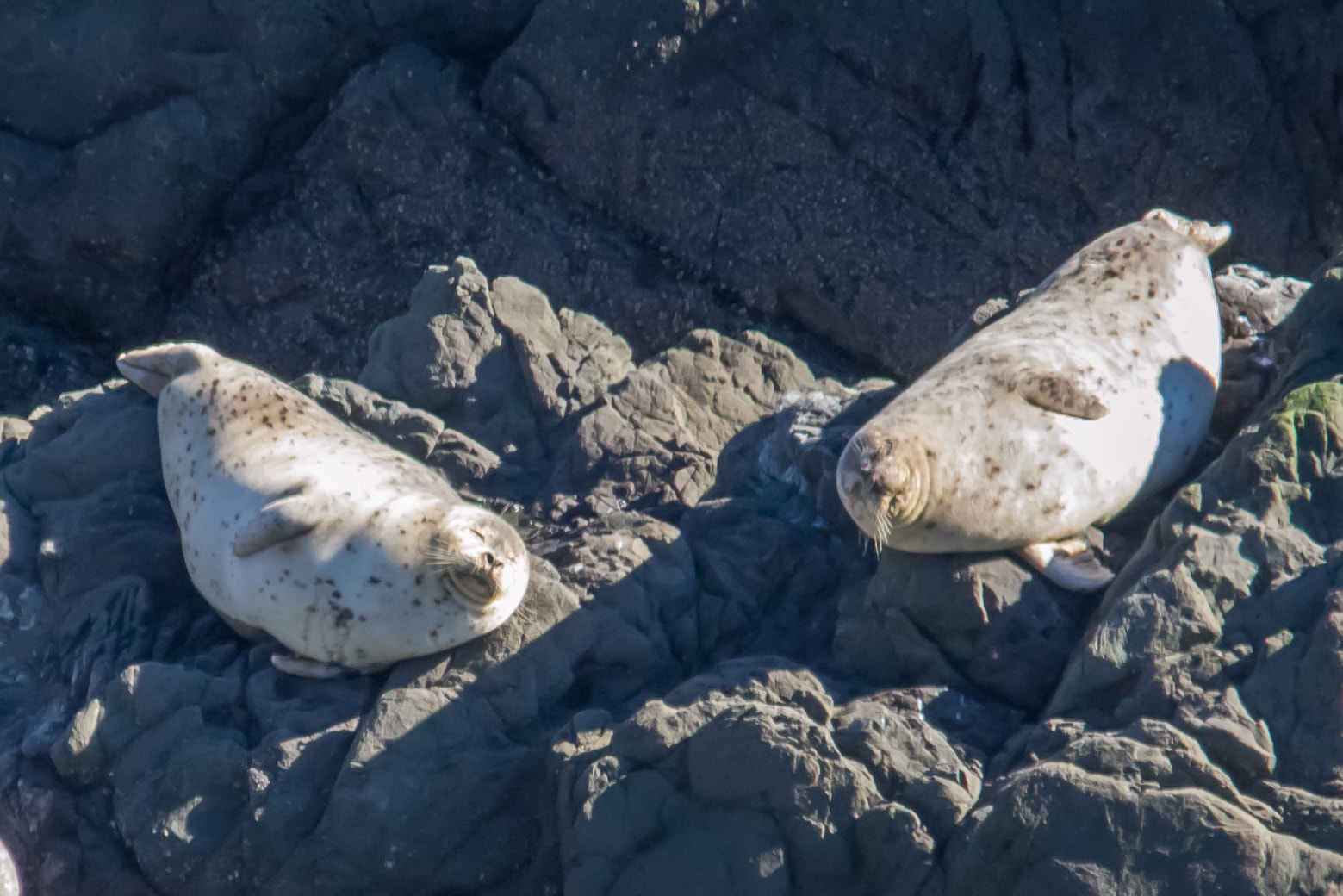 Sigma 150-500mm F5-6.3 DG OS HSM sample photo. Twin sea lions photography