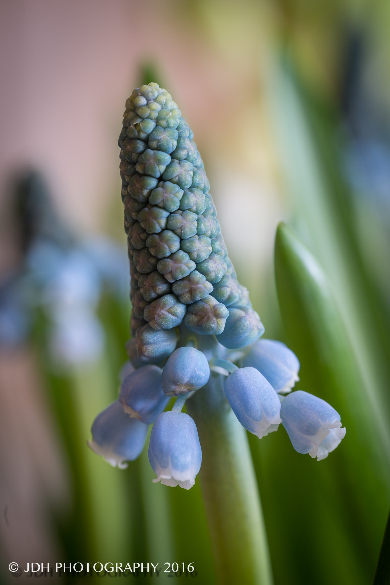 Nikon D610 + Sigma 70mm F2.8 EX DG Macro sample photo. Spring flowers photography