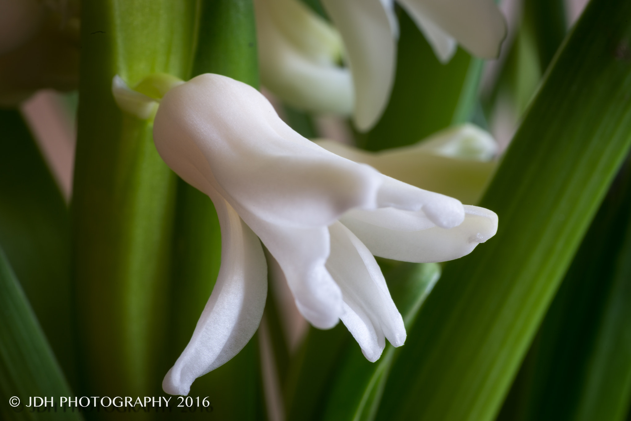 Nikon D610 + Sigma 70mm F2.8 EX DG Macro sample photo. Spring flowers photography