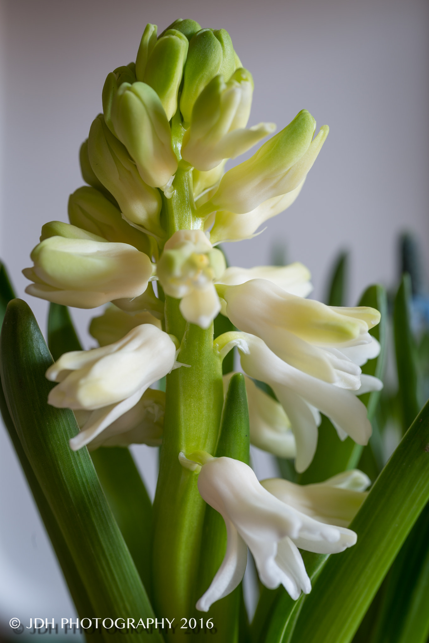 Nikon D610 + Sigma 70mm F2.8 EX DG Macro sample photo. Spring flowers photography