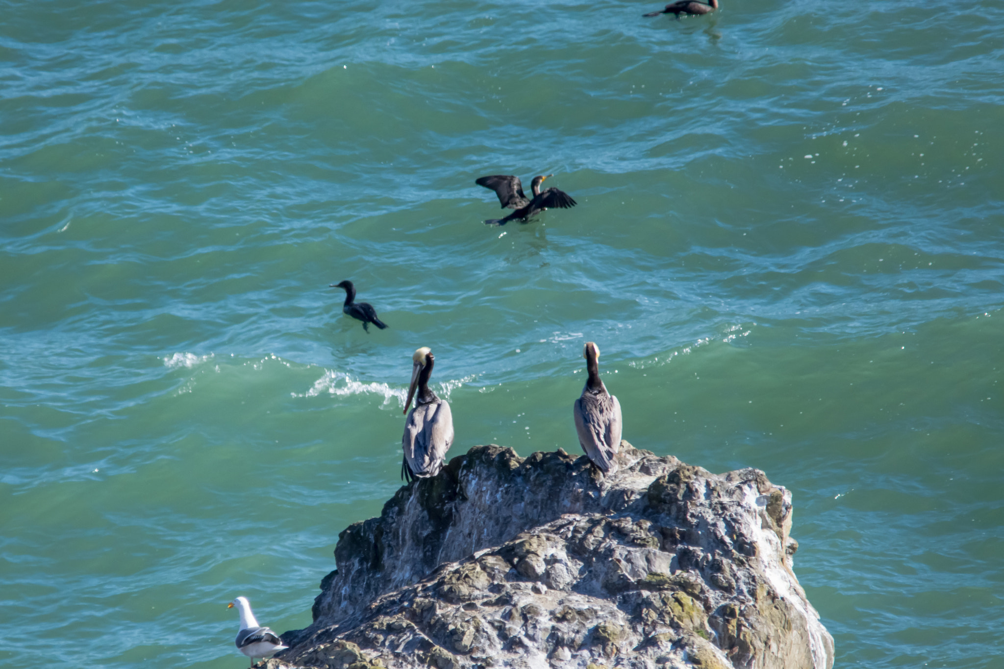 Nikon D3100 + Sigma 150-500mm F5-6.3 DG OS HSM sample photo. Brown pelicans and cormorants photography