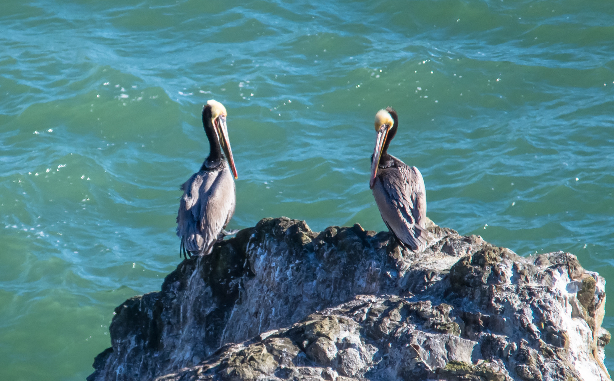 Nikon D3100 + Sigma 150-500mm F5-6.3 DG OS HSM sample photo. Two brown pelicans photography