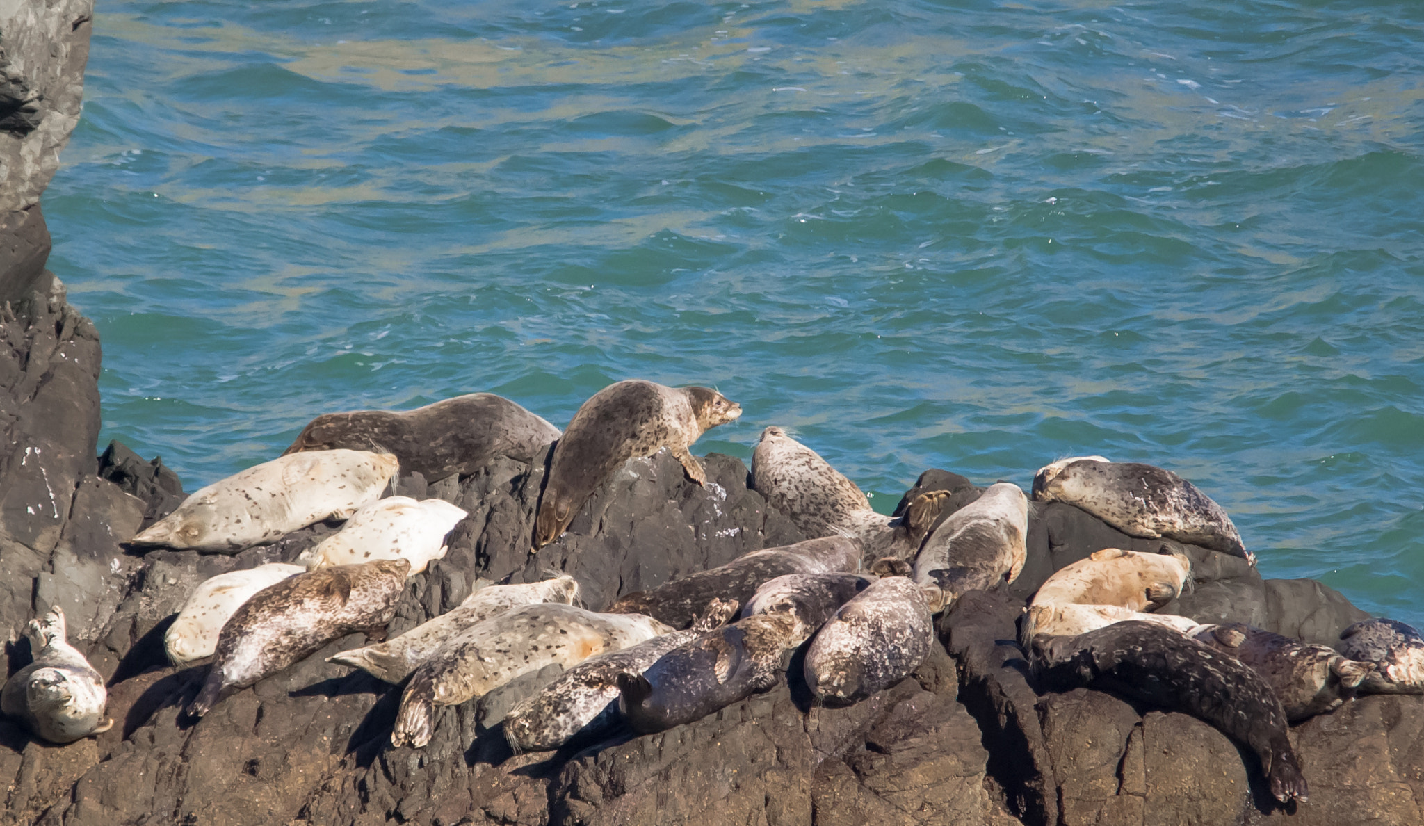 Sigma 150-500mm F5-6.3 DG OS HSM sample photo. Sea lions on rocks photography