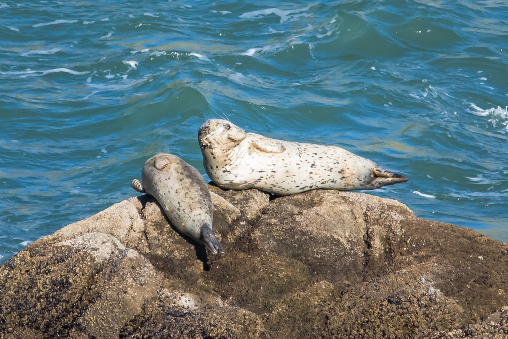 Sigma 150-500mm F5-6.3 DG OS HSM sample photo. Two sea lions photography