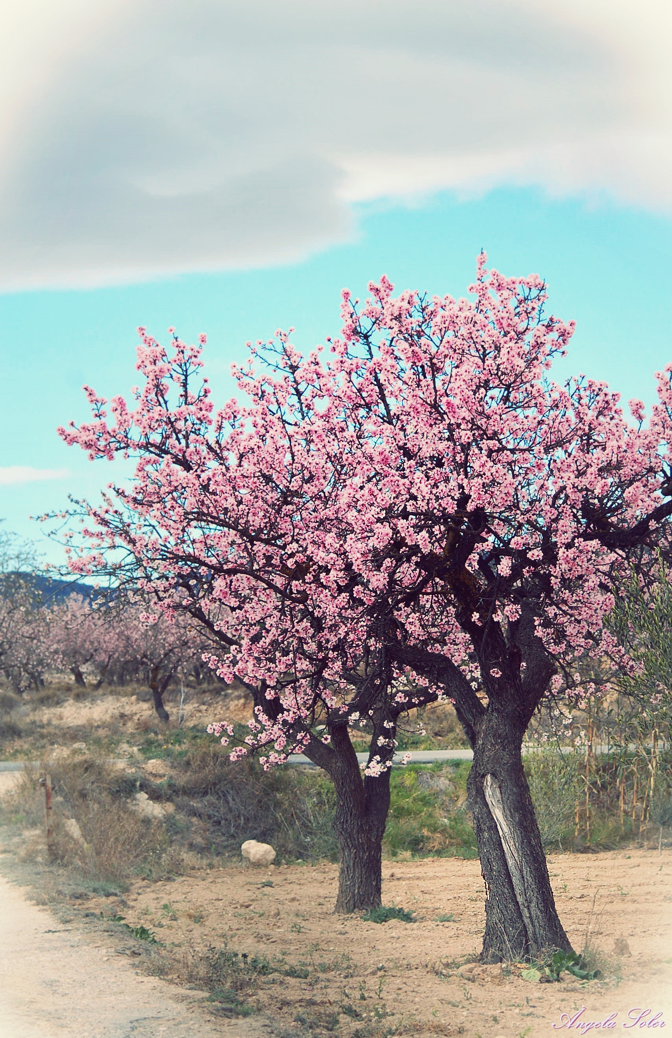 Nikon D50 + AF Nikkor 70-210mm f/4-5.6 sample photo. Almond trees. photography