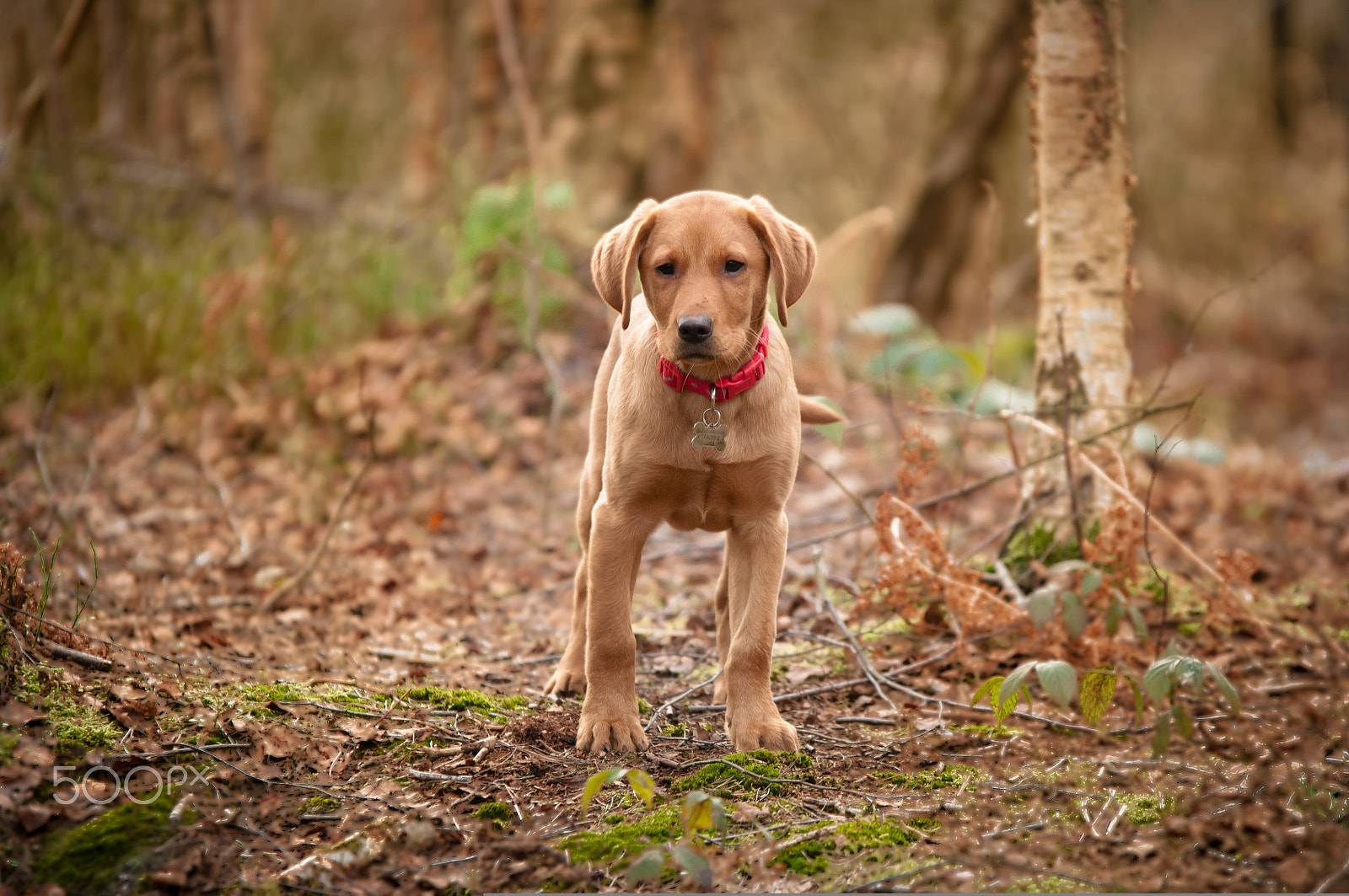 Sigma 70-200mm F2.8 EX DG OS HSM sample photo. Delamere photography