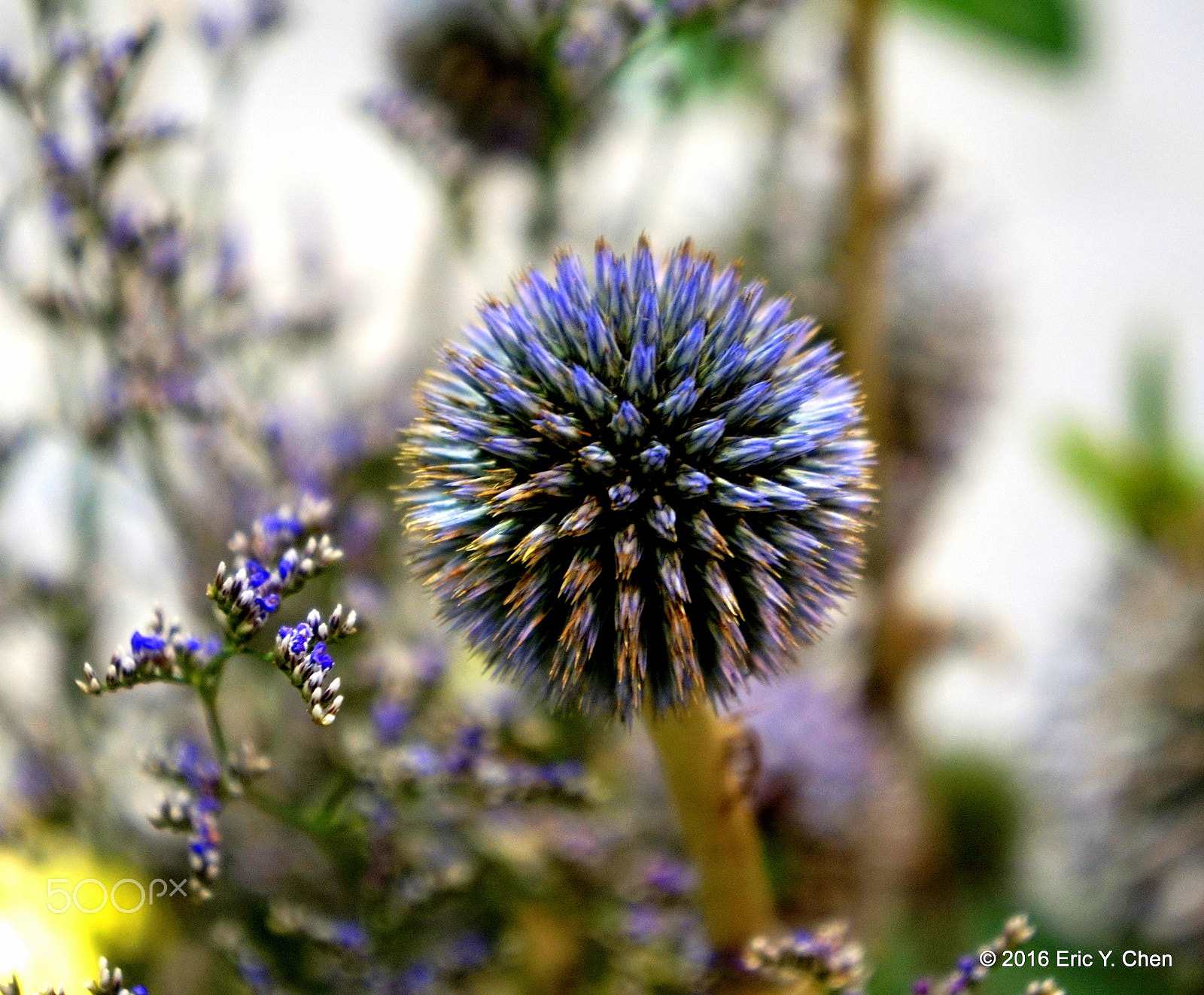 Sony E 18-55mm F3.5-5.6 OSS sample photo. Violet photography