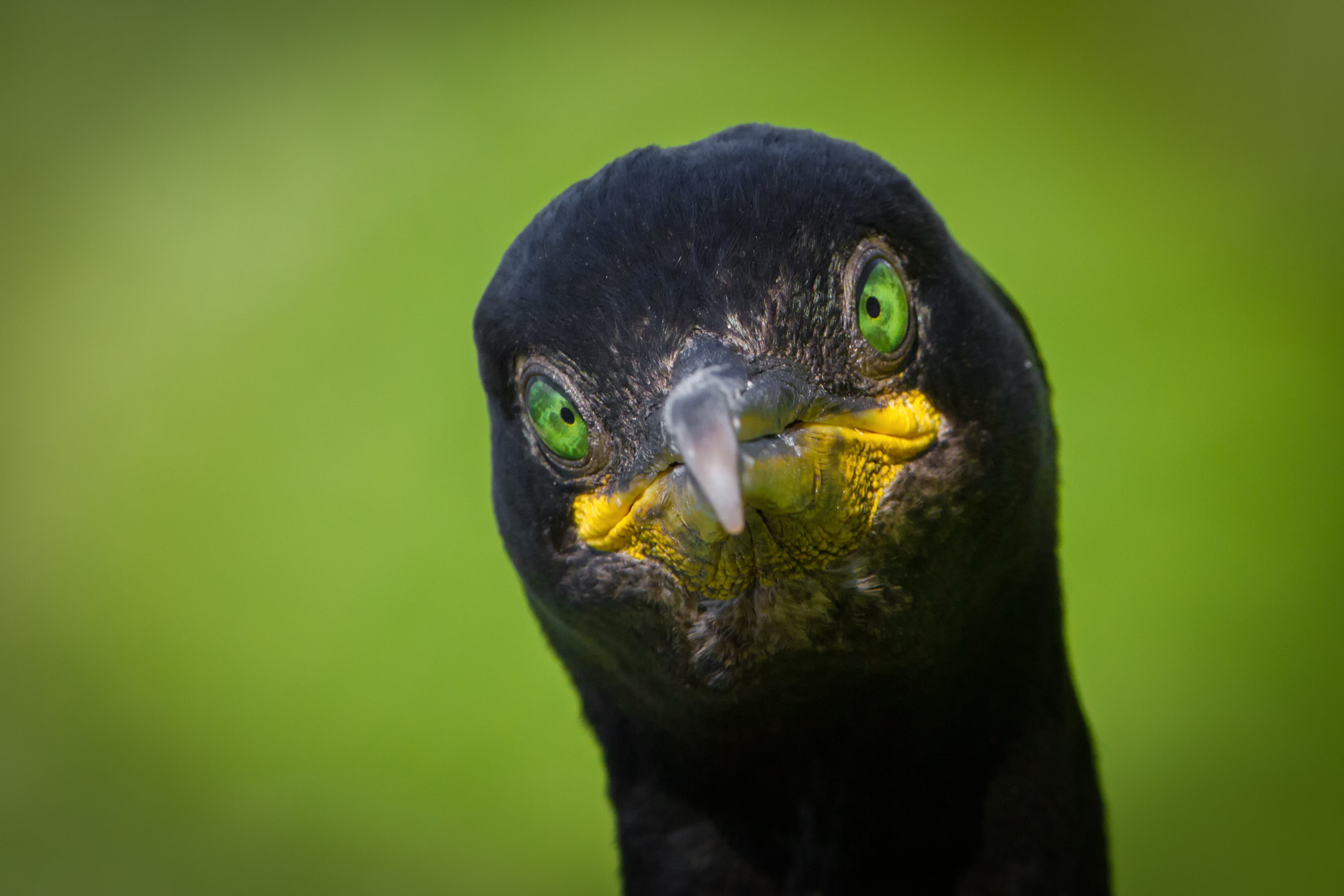 Canon EF 300mm F2.8L IS USM sample photo. Cormorant in green photography