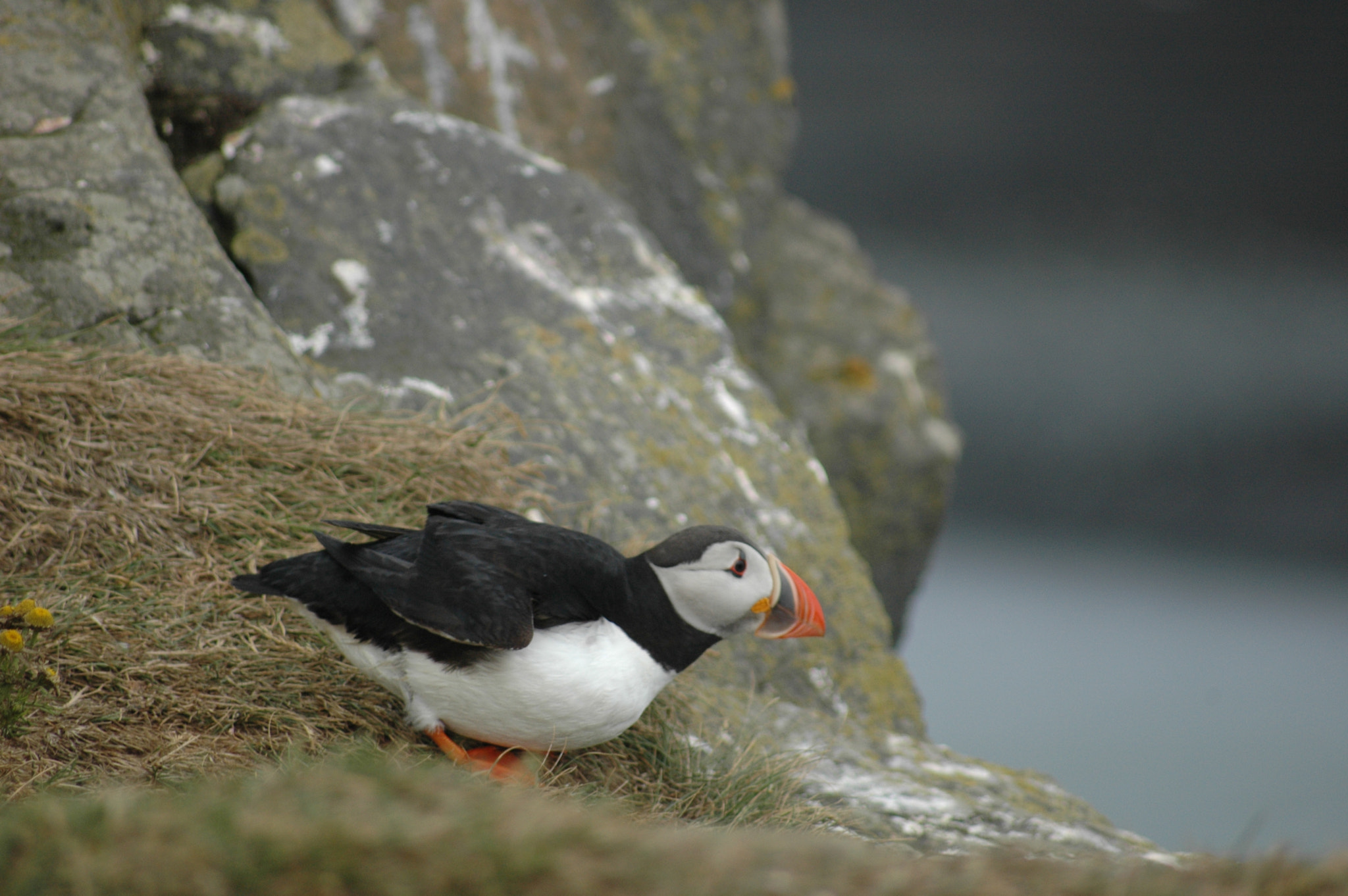 Nikon D70s sample photo. Puffin photography