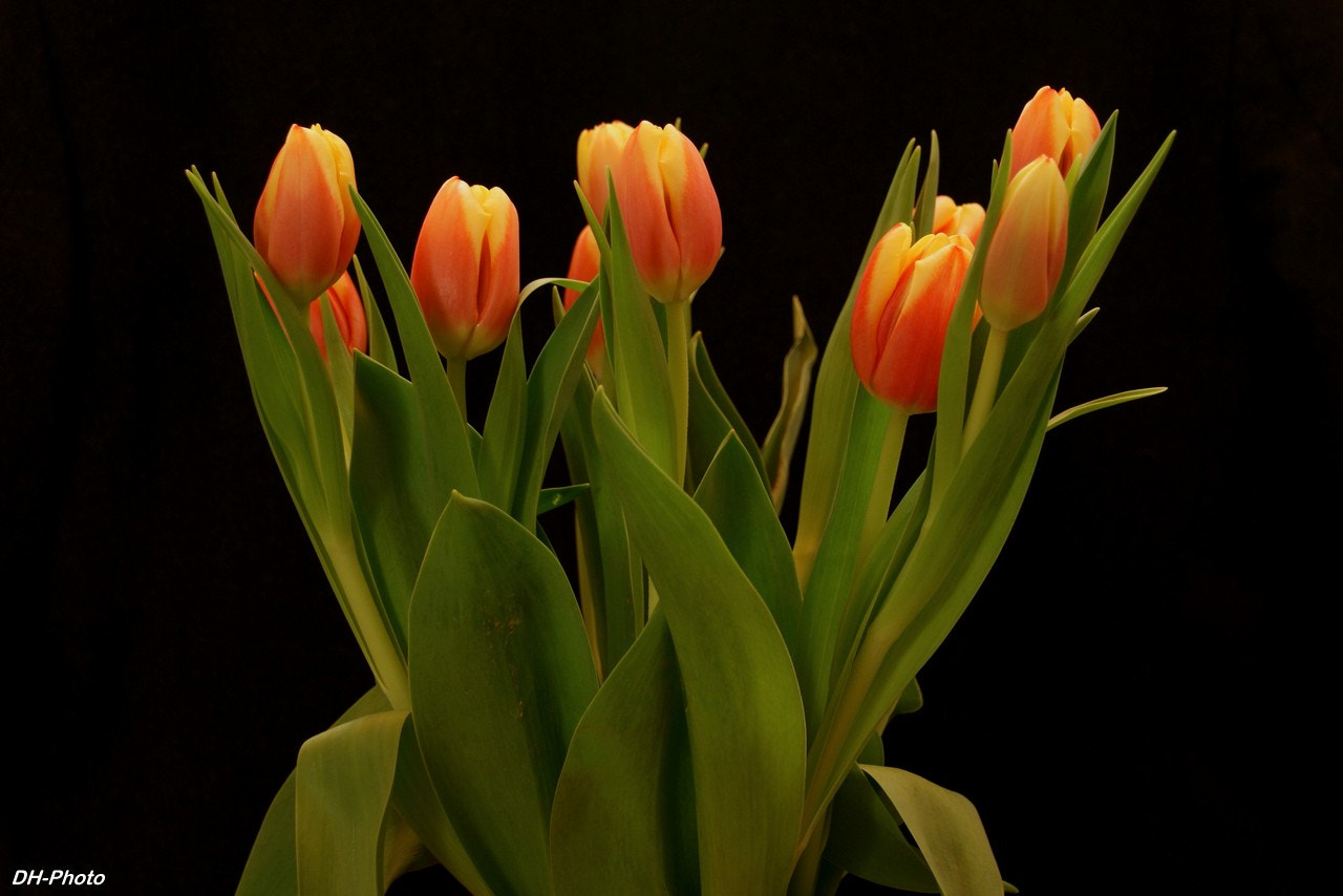 Sony Alpha DSLR-A300 + Tamron AF 28-105mm F4-5.6 [IF] sample photo. Luminous tulips photography