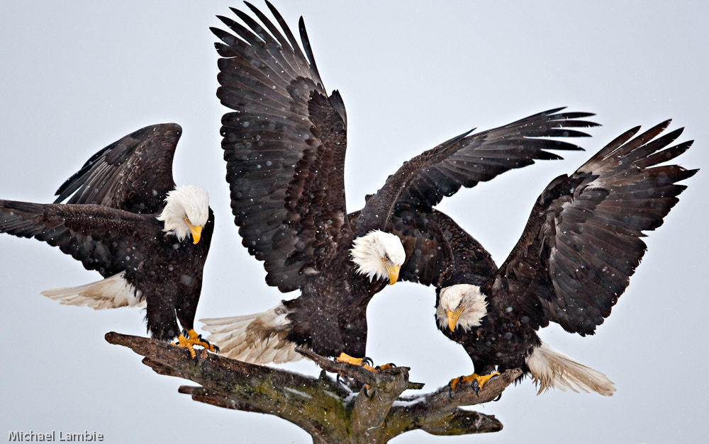Canon EF 400mm F2.8L IS USM sample photo. Balancing act photography