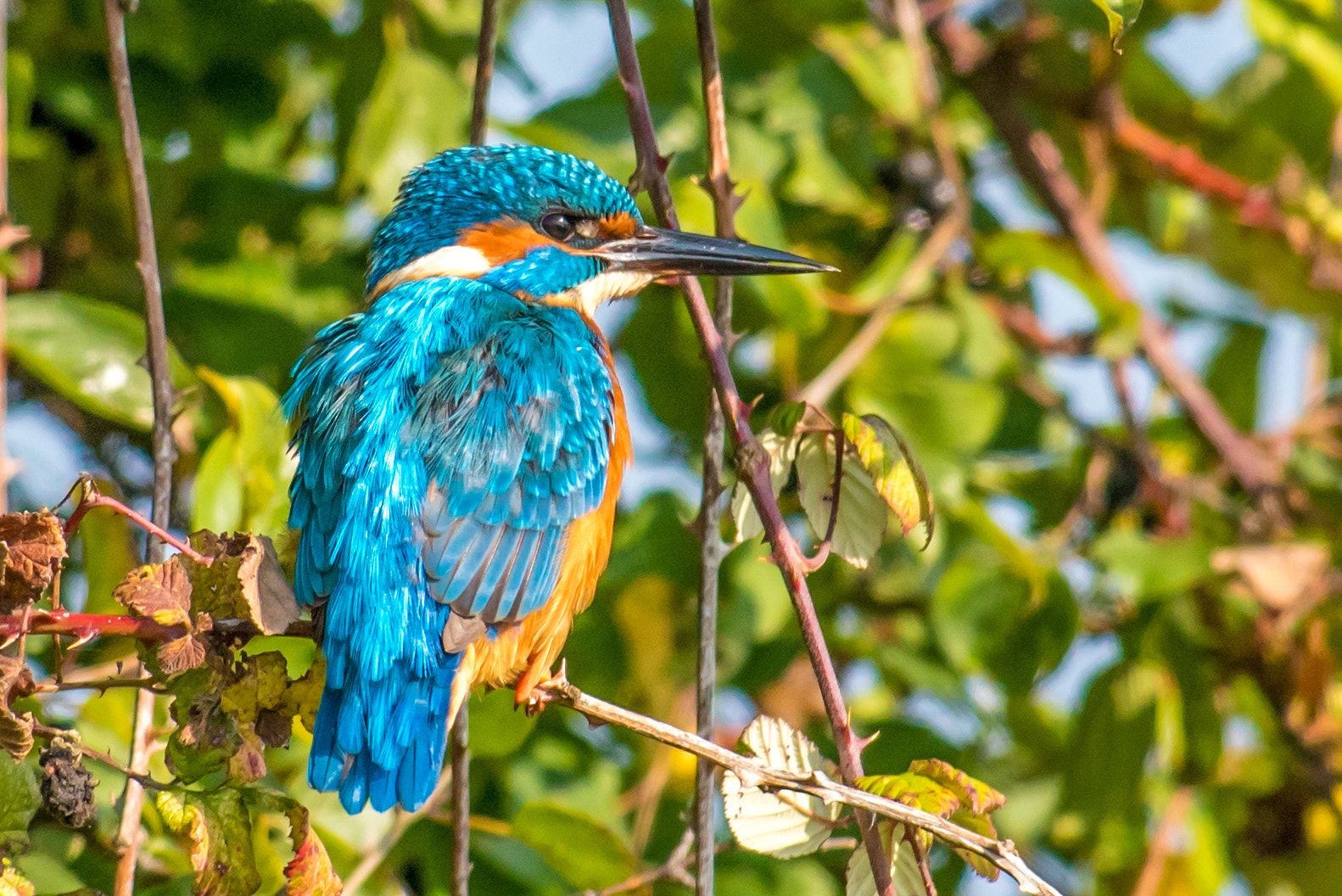 Nikon AF-S Nikkor 300mm F2.8G ED VR II sample photo. Common kingfisher / martin pêcheur photography