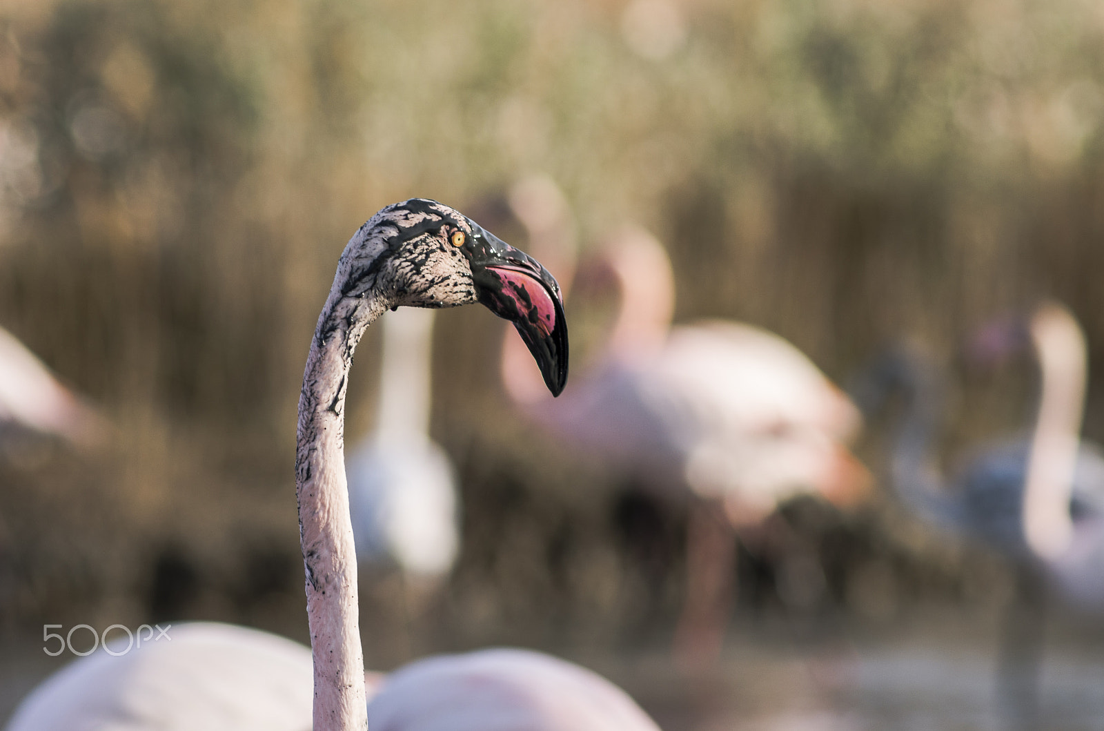 Pentax K-5 IIs + Pentax smc DA* 200mm F2.8 ED (IF) SDM sample photo. Pink and black flamingo photography