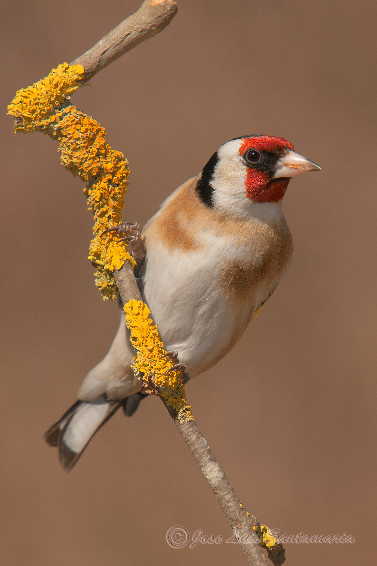 Sigma 50-500mm F4-6.3 EX APO RF HSM sample photo. Jilguero (carduelis carduelis) photography