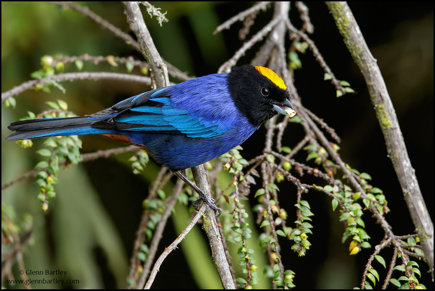 Canon EF 600mm F4L IS II USM sample photo. Golden-crowned tanager (iridosornis rufivertex) photography