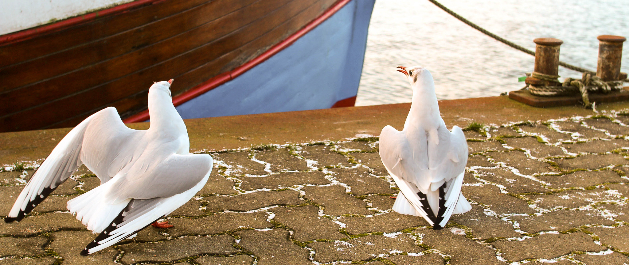 Canon EOS 100D (EOS Rebel SL1 / EOS Kiss X7) + Canon EF 17-35mm f/2.8L sample photo. Angry seagulls photography