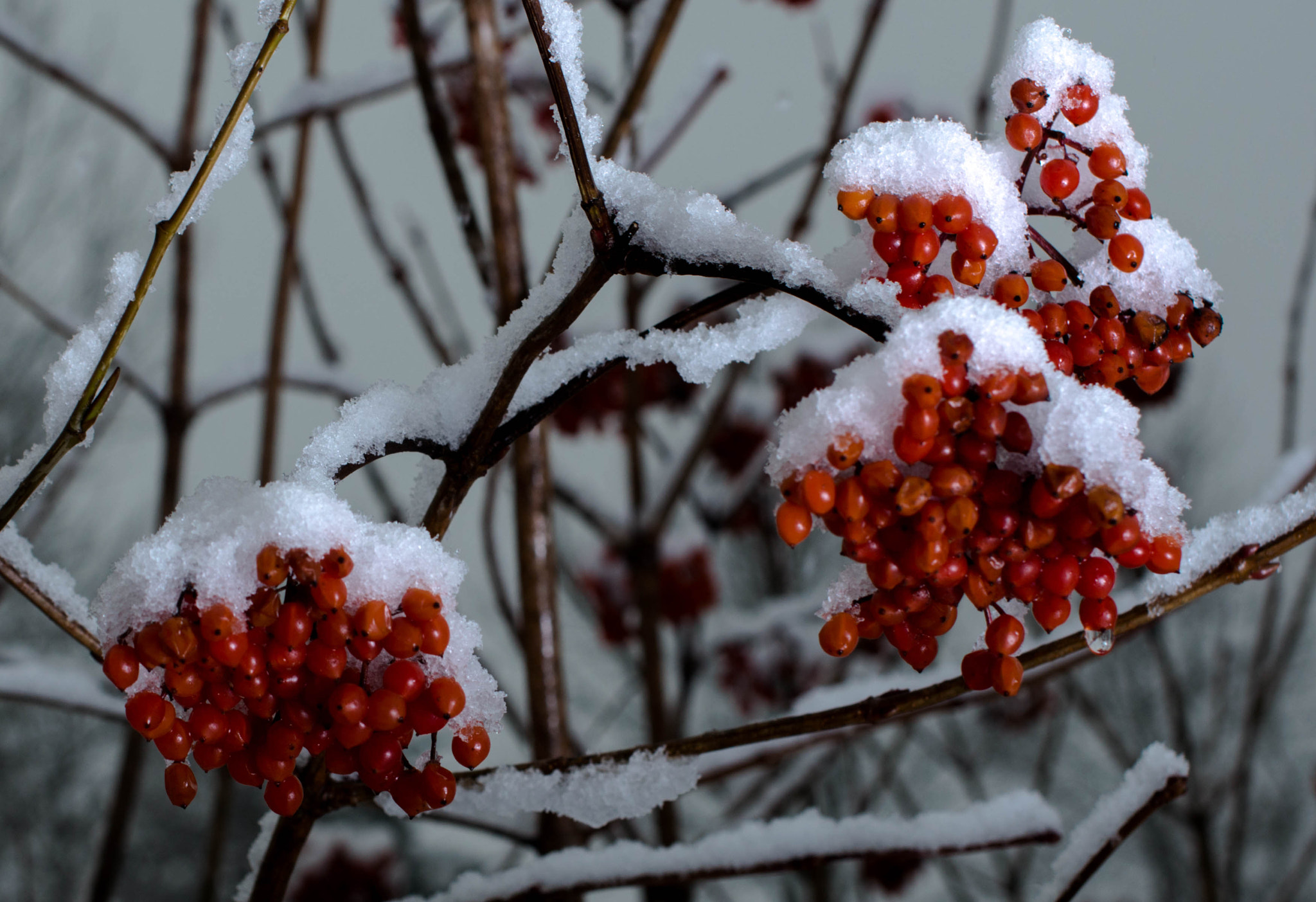 Nikon D3200 + Sigma 50mm F1.4 EX DG HSM sample photo. Snow photography