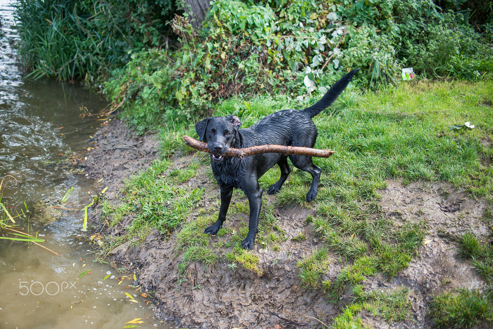Nikon D800 + Nikon AF-S DX Nikkor 35mm F1.8G sample photo. Black labrador dog photography
