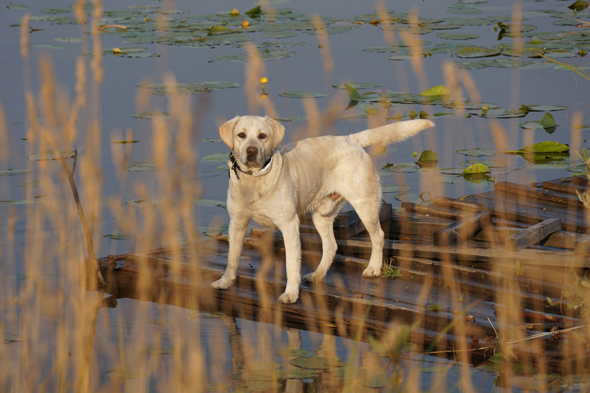 Sony DT 18-250mm F3.5-6.3 sample photo. Купаться! photography