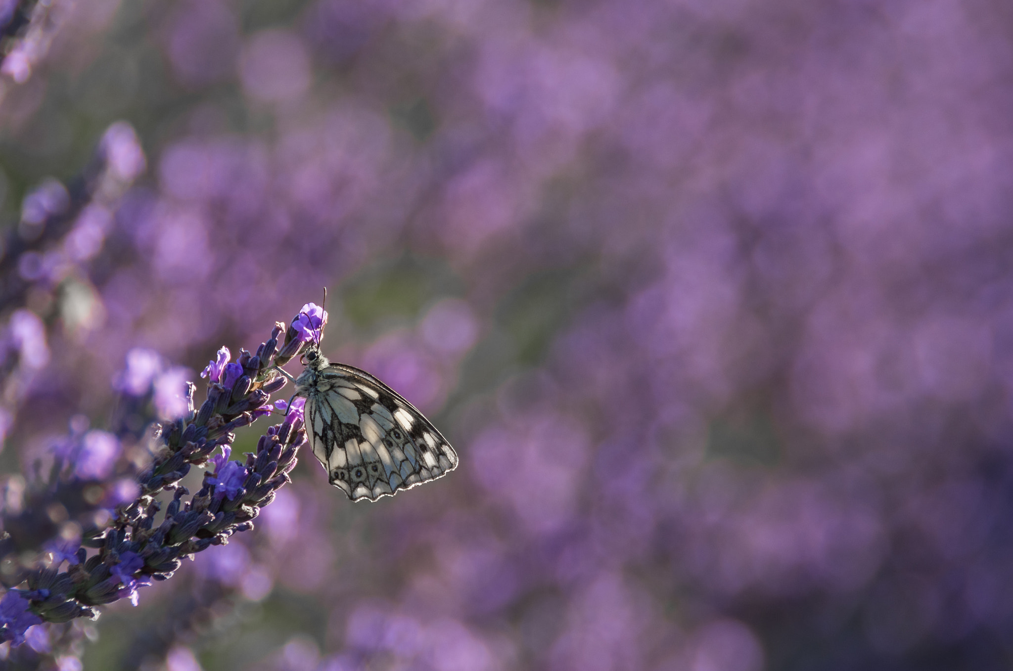 Pentax K-5 sample photo. Demi - deuil sur lavande photography