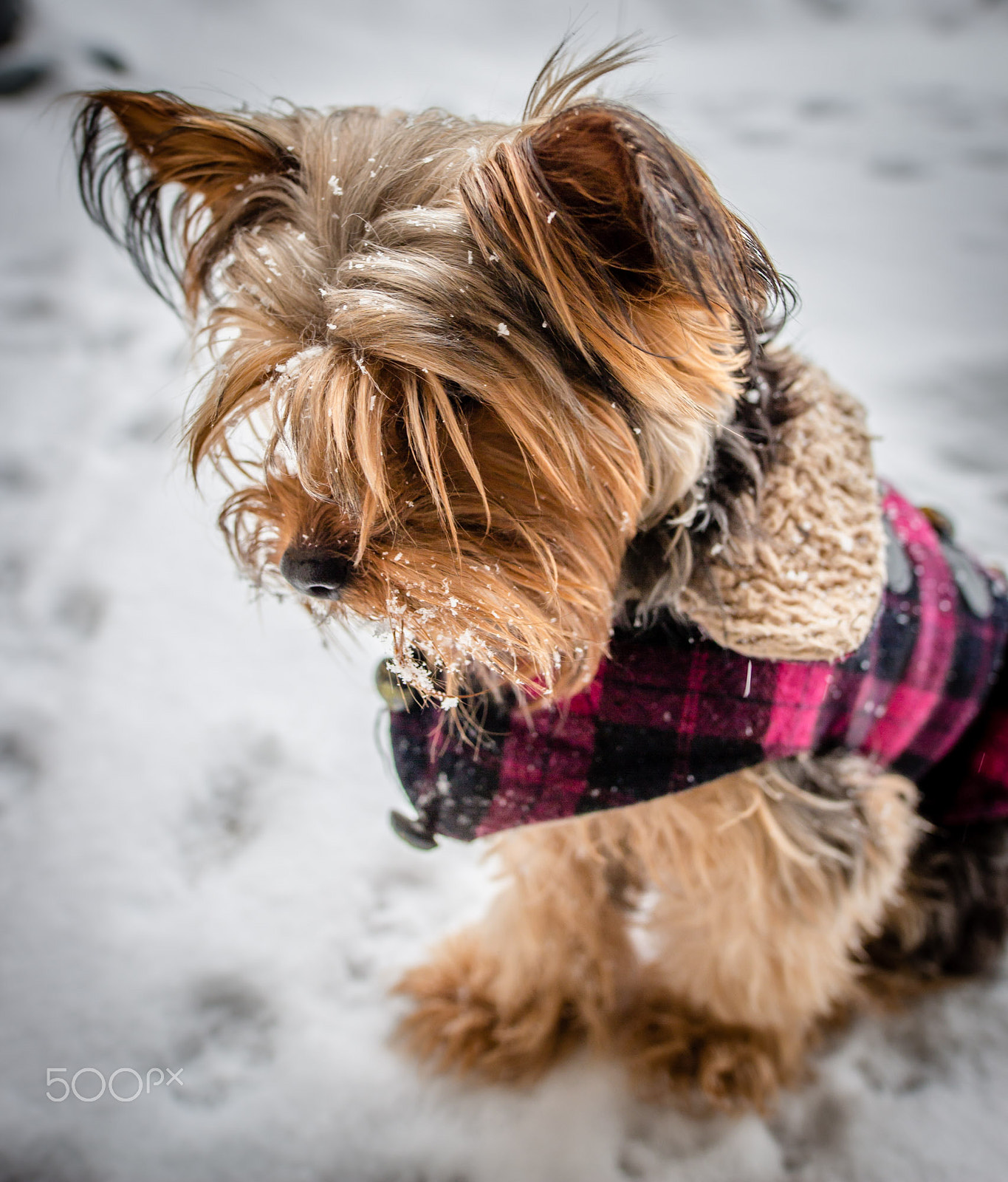 Sigma 20mm F1.4 DG HSM Art sample photo. Snow again!?!.jpg photography
