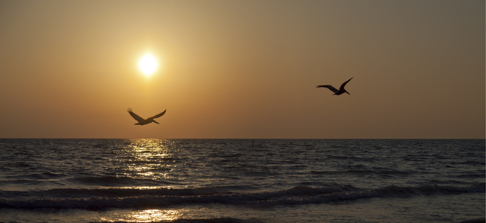 Olympus E-30 + Olympus Zuiko Digital 14-54mm F2.8-3.5 II sample photo. Pelicans in flight photography