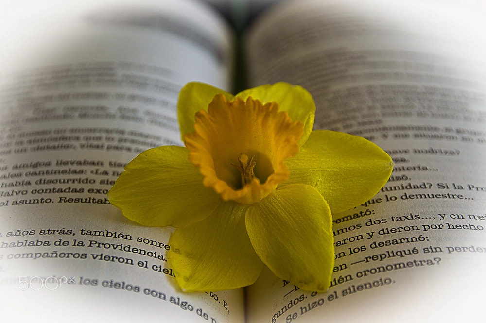 Nikon D3200 + Sigma 17-70mm F2.8-4 DC Macro OS HSM | C sample photo. The book and the narcissus photography