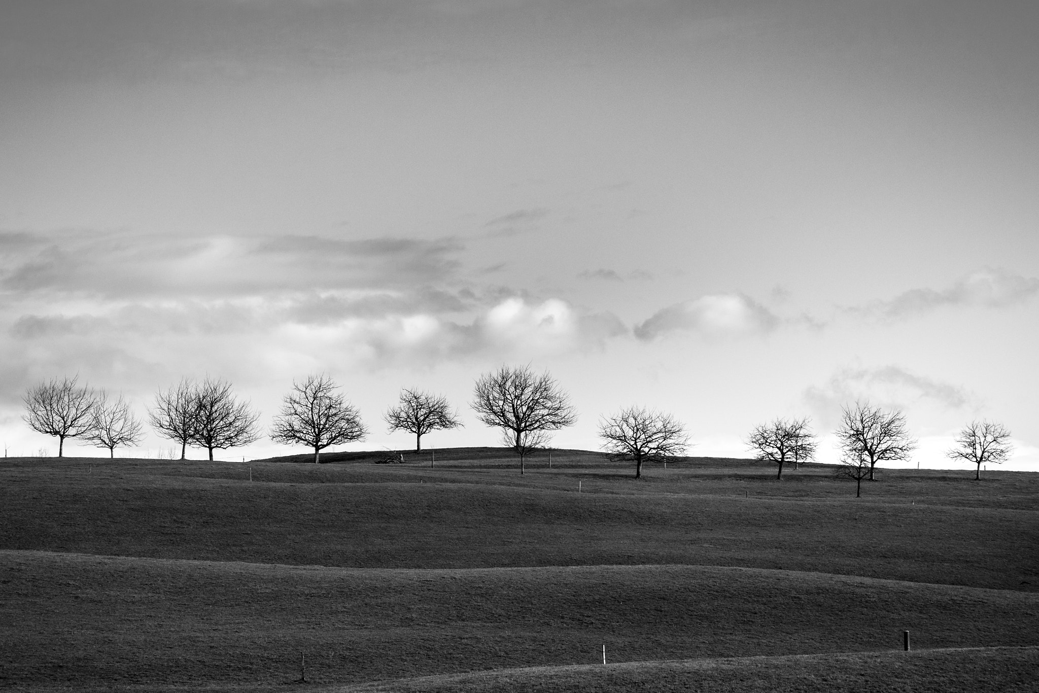 Canon EF 28-135mm F3.5-5.6 IS USM sample photo. Trees photography