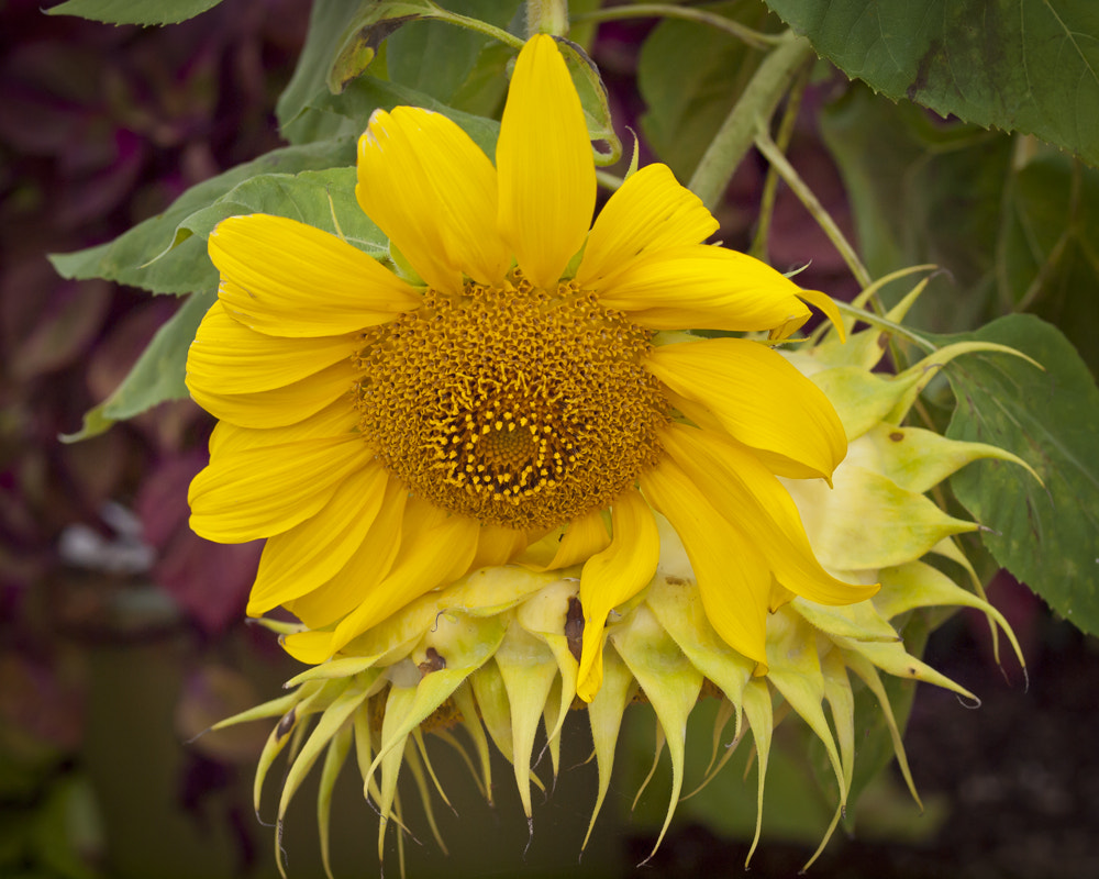 Olympus E-30 sample photo. Sunflower photography