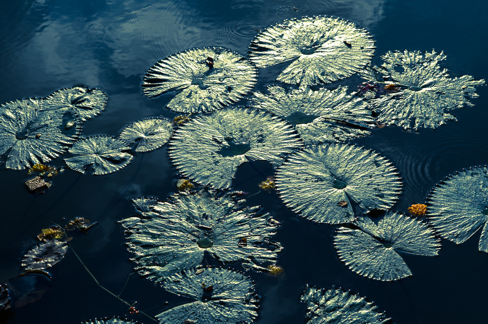 Leica APO-Summicron-M 90mm F2 ASPH sample photo. Water lilies photography