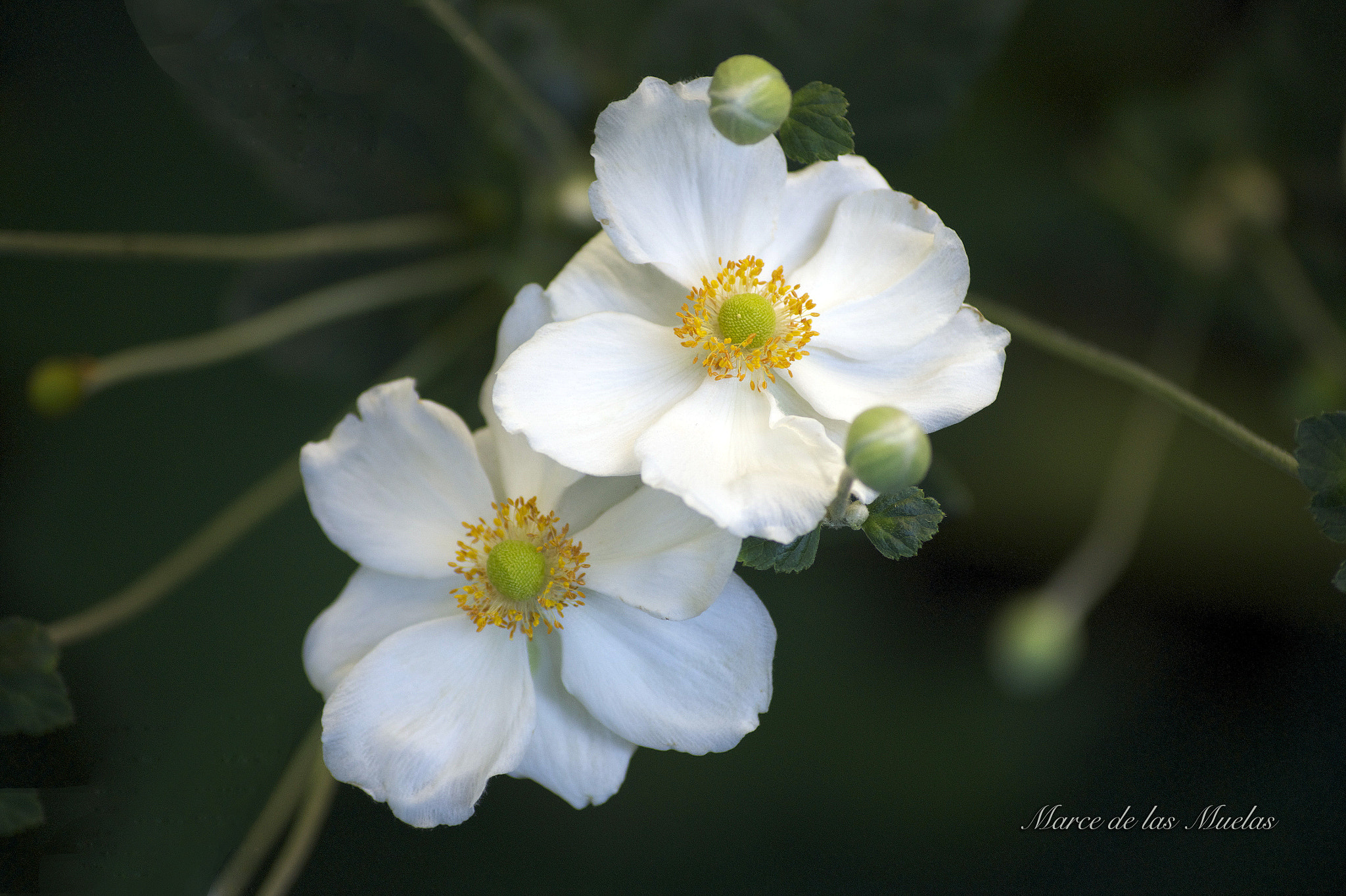 Sony DT 55-200mm F4-5.6 SAM sample photo. Solo ellas.... photography